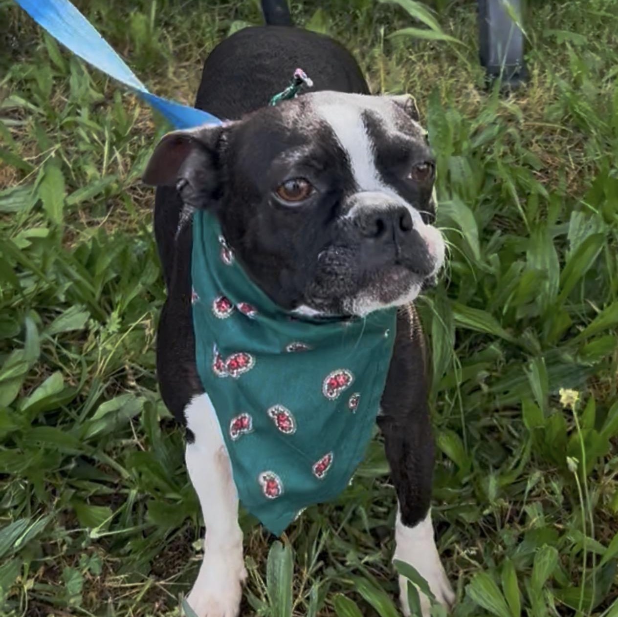 Jack-Jack, Adoptable, Adult Male Boston Terrier.