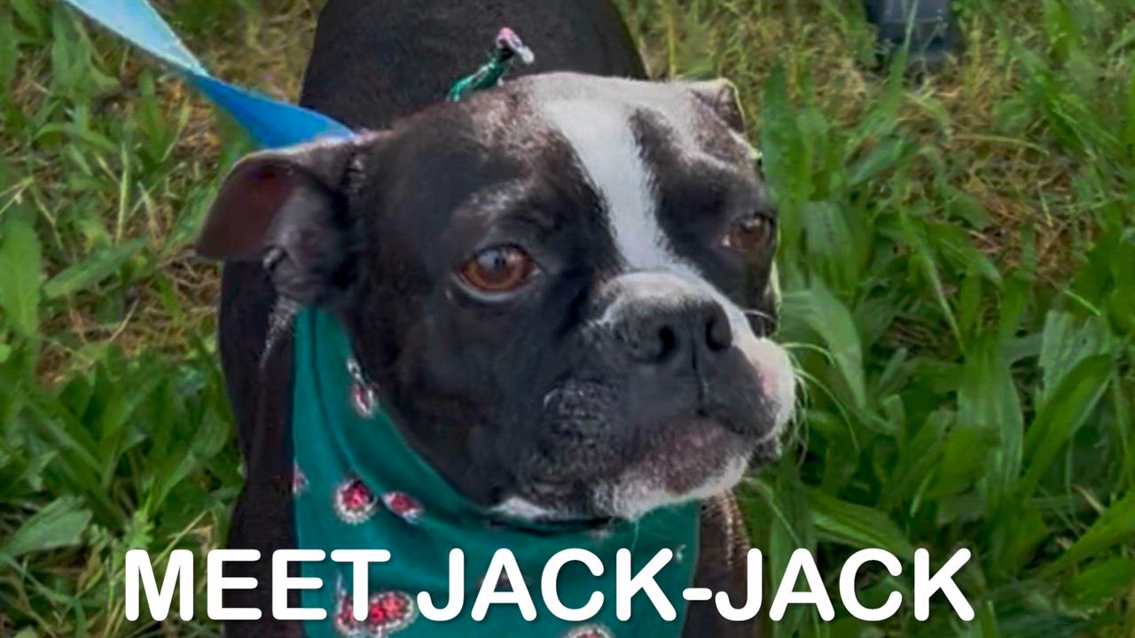 Enlarge Jack-Jack, a Adoptable Boston Terrier in Woodland, CA video 2/3