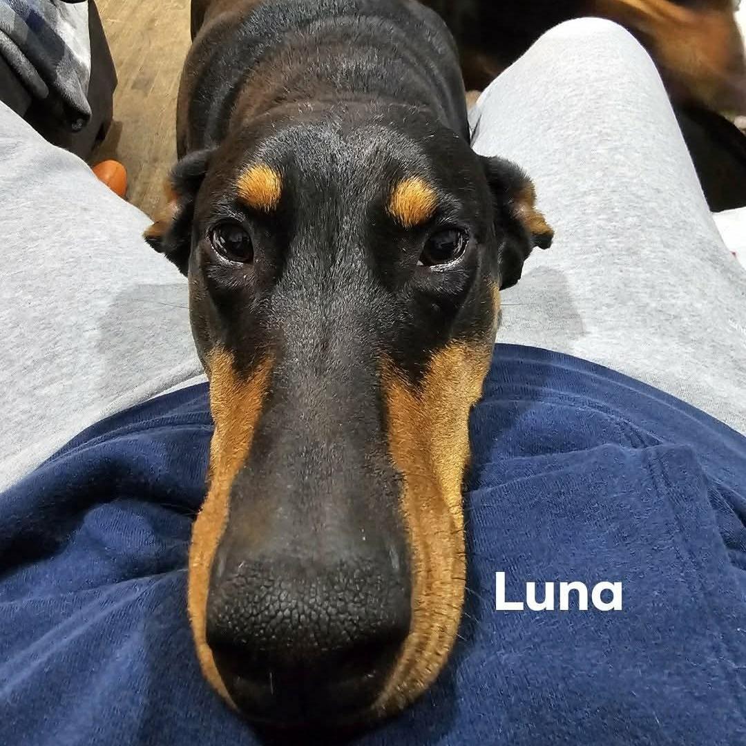 BONDED Pair - Luna (BONDED WITH KEBA), ADOPTABLE, Adult Female Doberman Pinscher.