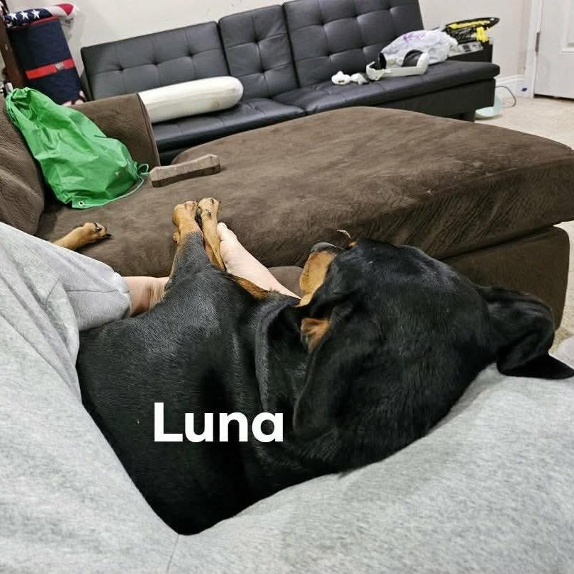 BONDED Pair - Luna (BONDED WITH KEBA), a ADOPTABLE Doberman Pinscher in Fleetwood, PA image 2/3