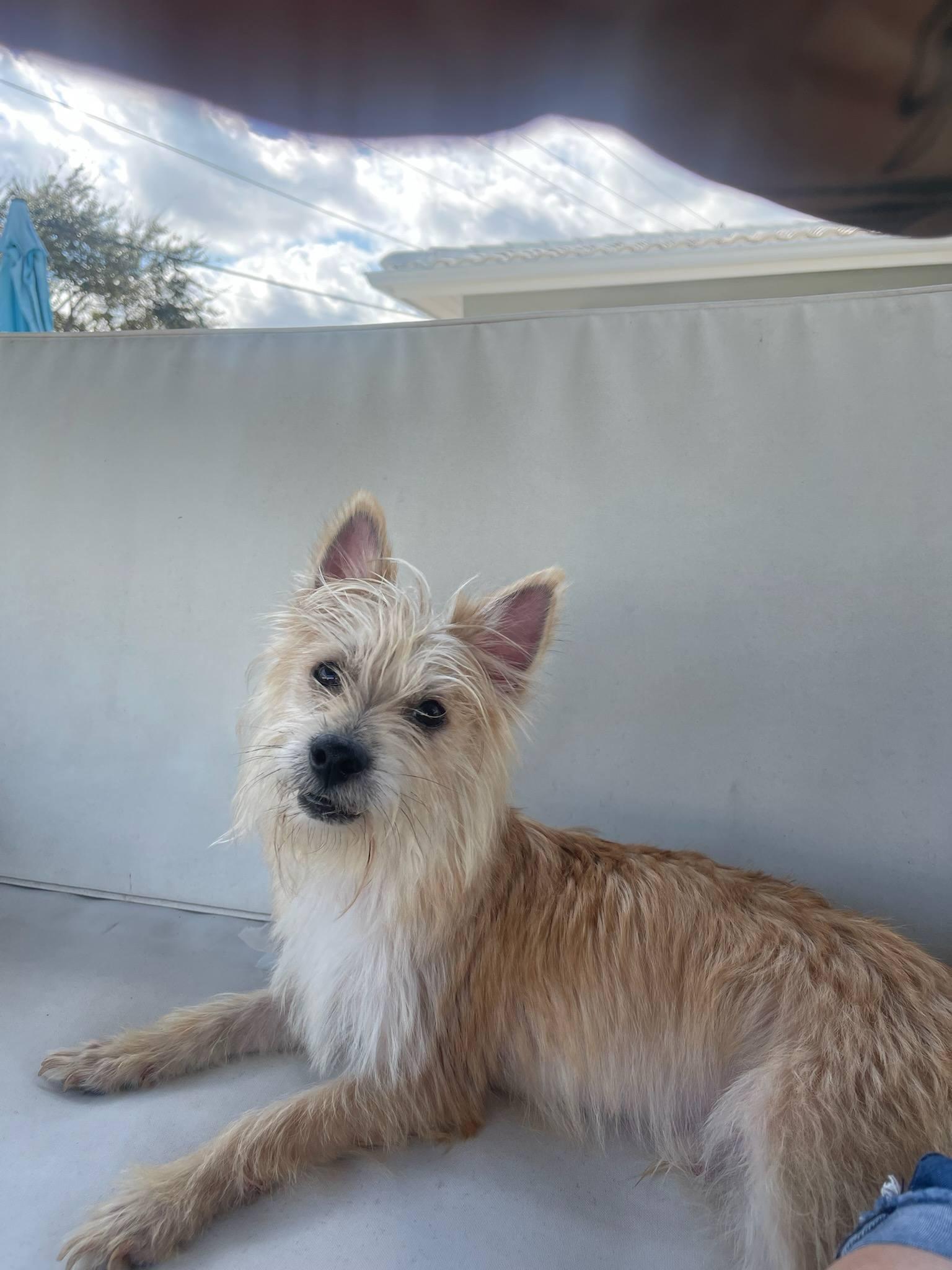 Enlarge Teddy, a Adoptable Cairn Terrier in Pompano Beach, FL image 1/3