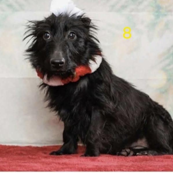 Eileen (I have a video!), ADOPTABLE, Young Female Scottish Terrier.