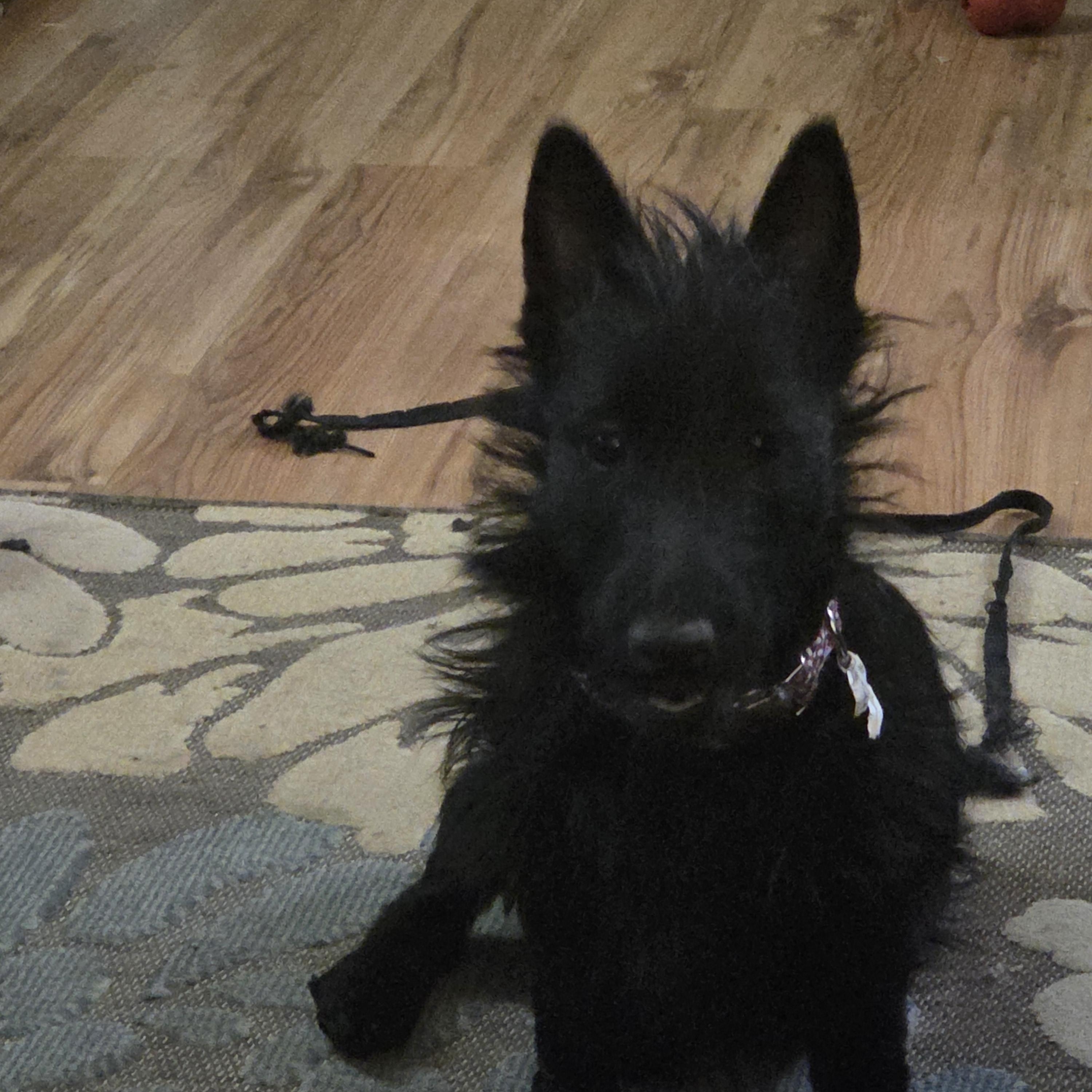 Enlarge Eileen (I have a video!), a ADOPTABLE mixed breed in Columbia, MD image 2/5