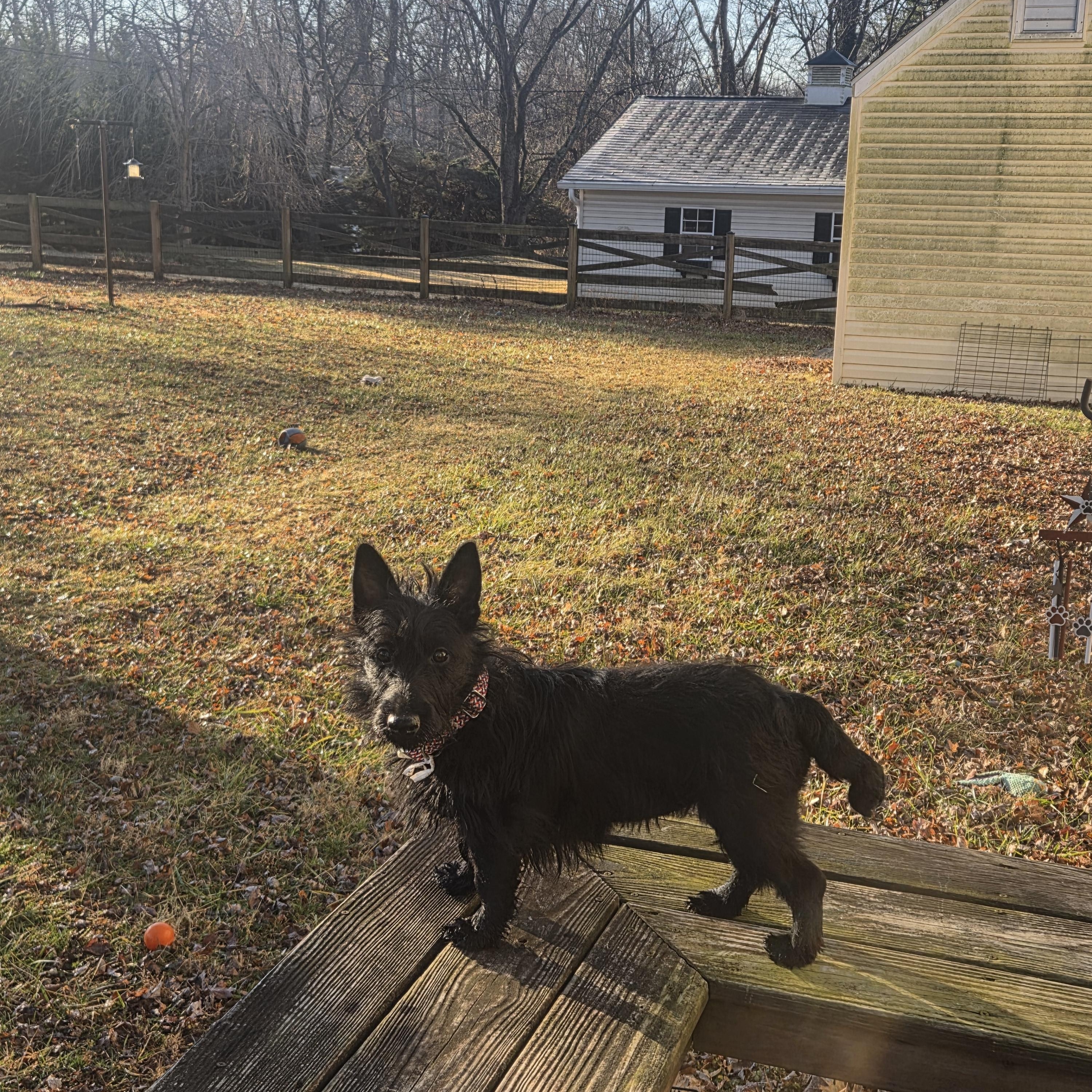 Enlarge Eileen (I have a video!), a ADOPTABLE mixed breed in Columbia, MD image 3/5