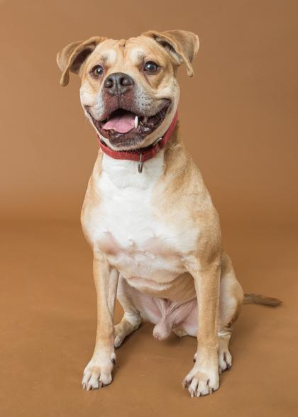 Loyal, Adoptable, Adult Male Mixed Breed & Mixed Breed.