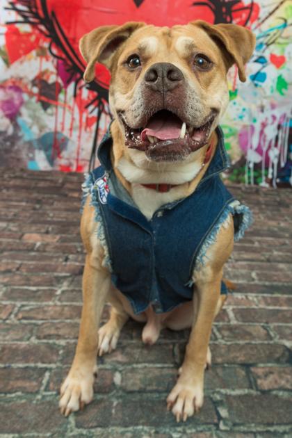 Enlarge Loyal, a Adoptable Mixed Breed in Cincinnati, OH image 2/3