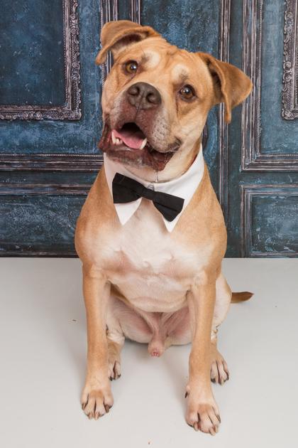 Enlarge Loyal, a Adoptable Mixed Breed in Cincinnati, OH image 3/3
