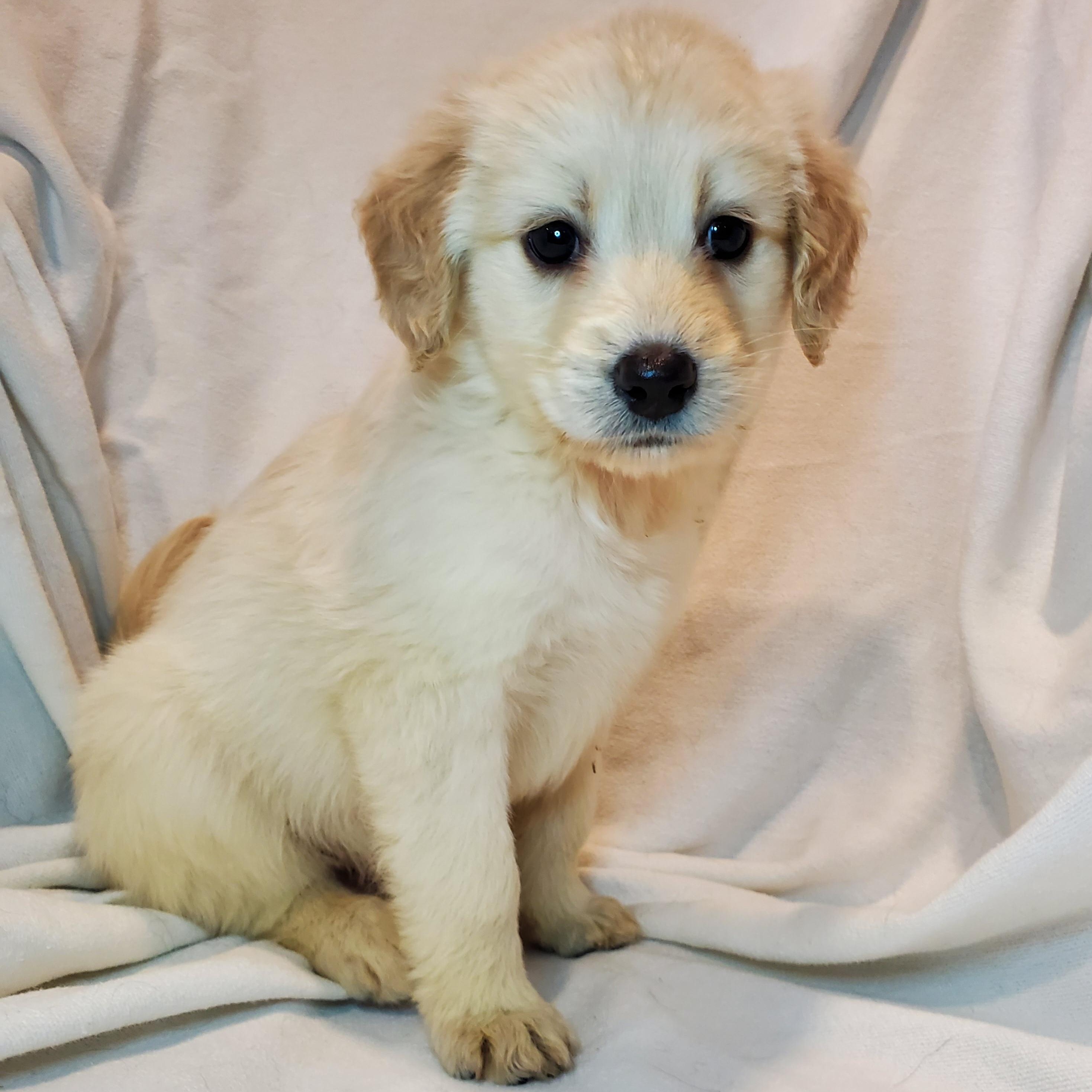 Enlarge Noah, an adopted mixed breed in Blairstown, NJ image 3/5