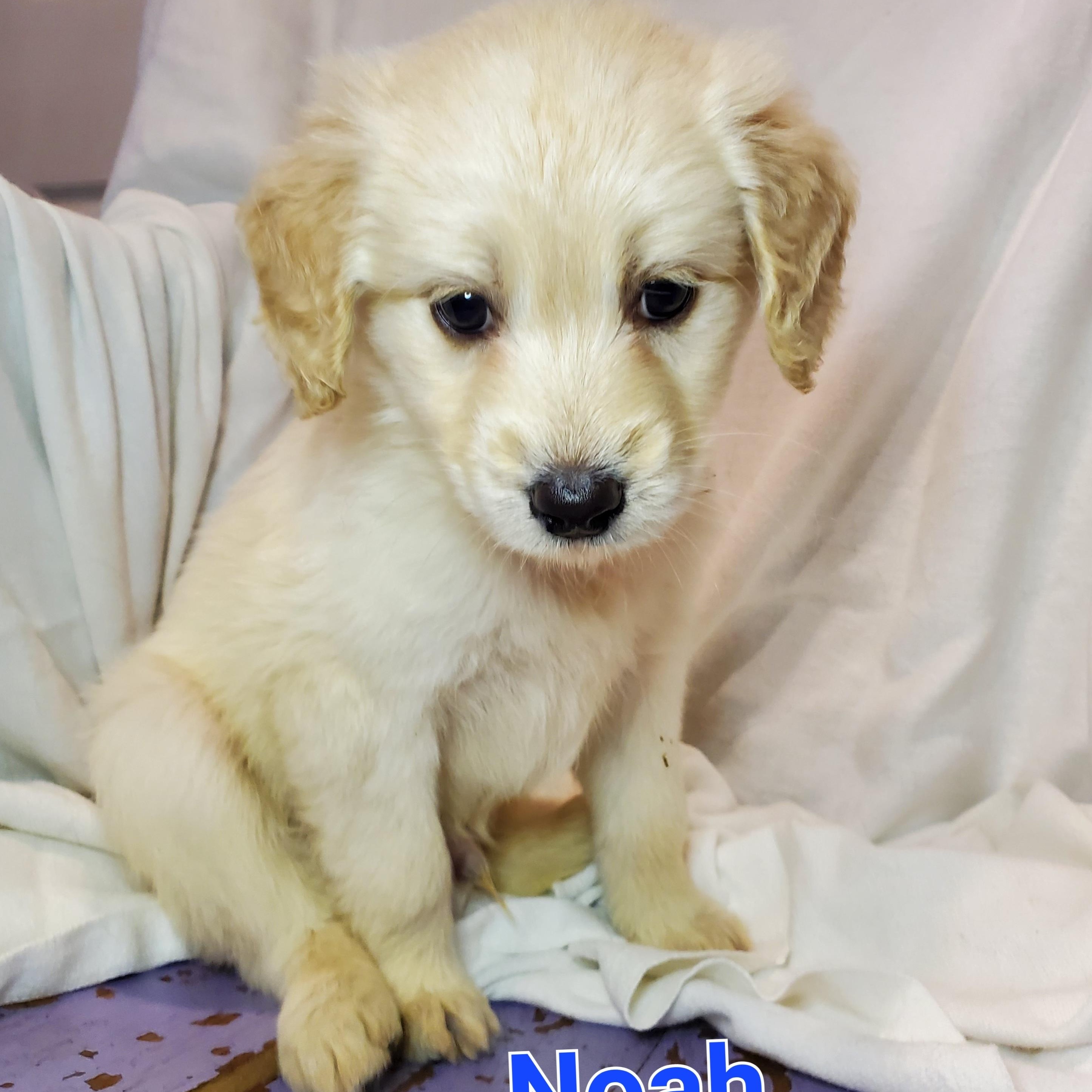 Noah, adopted, Puppy Male Labrador Retriever & Australian Shepherd.