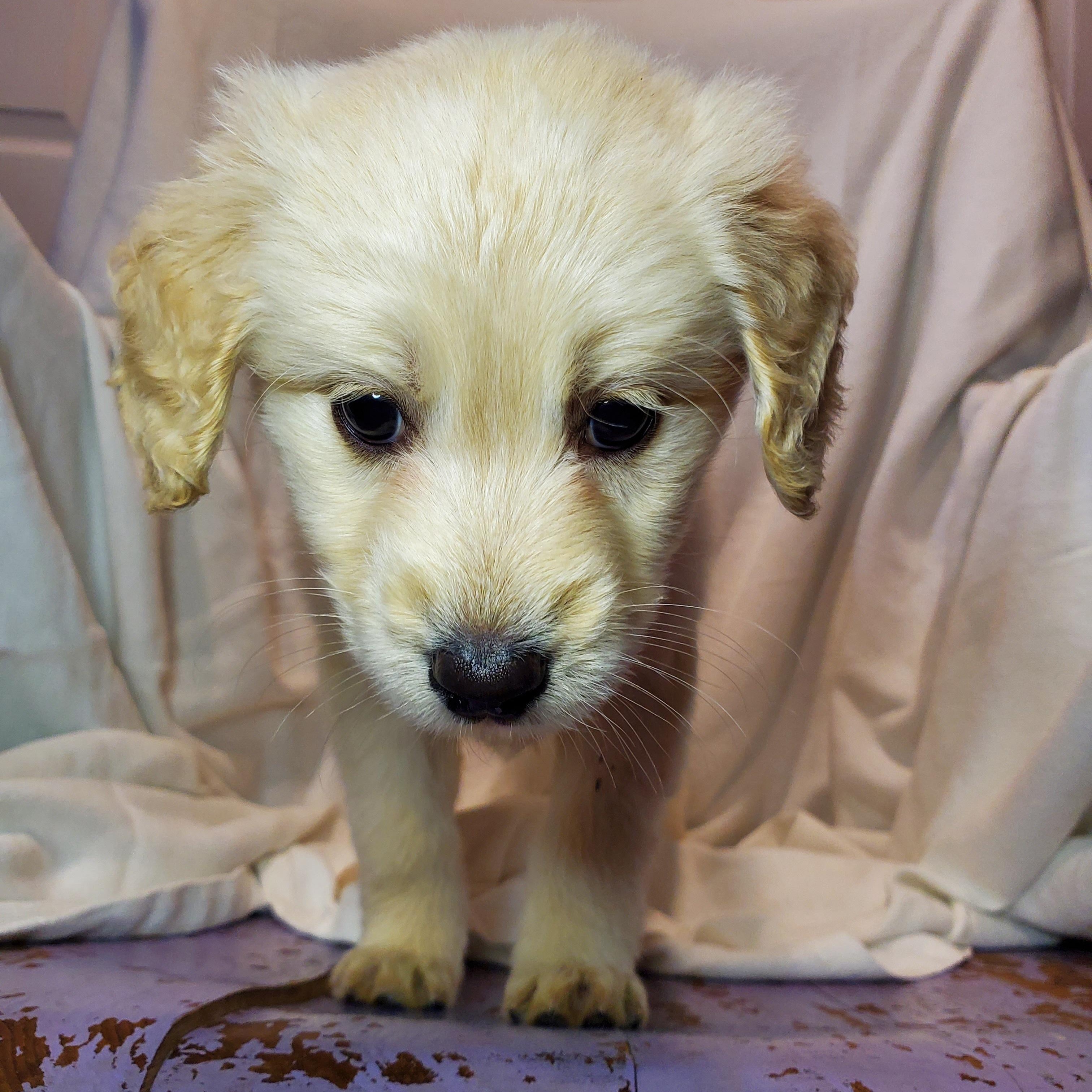 Enlarge Noah, an adopted mixed breed in Blairstown, NJ image 4/5