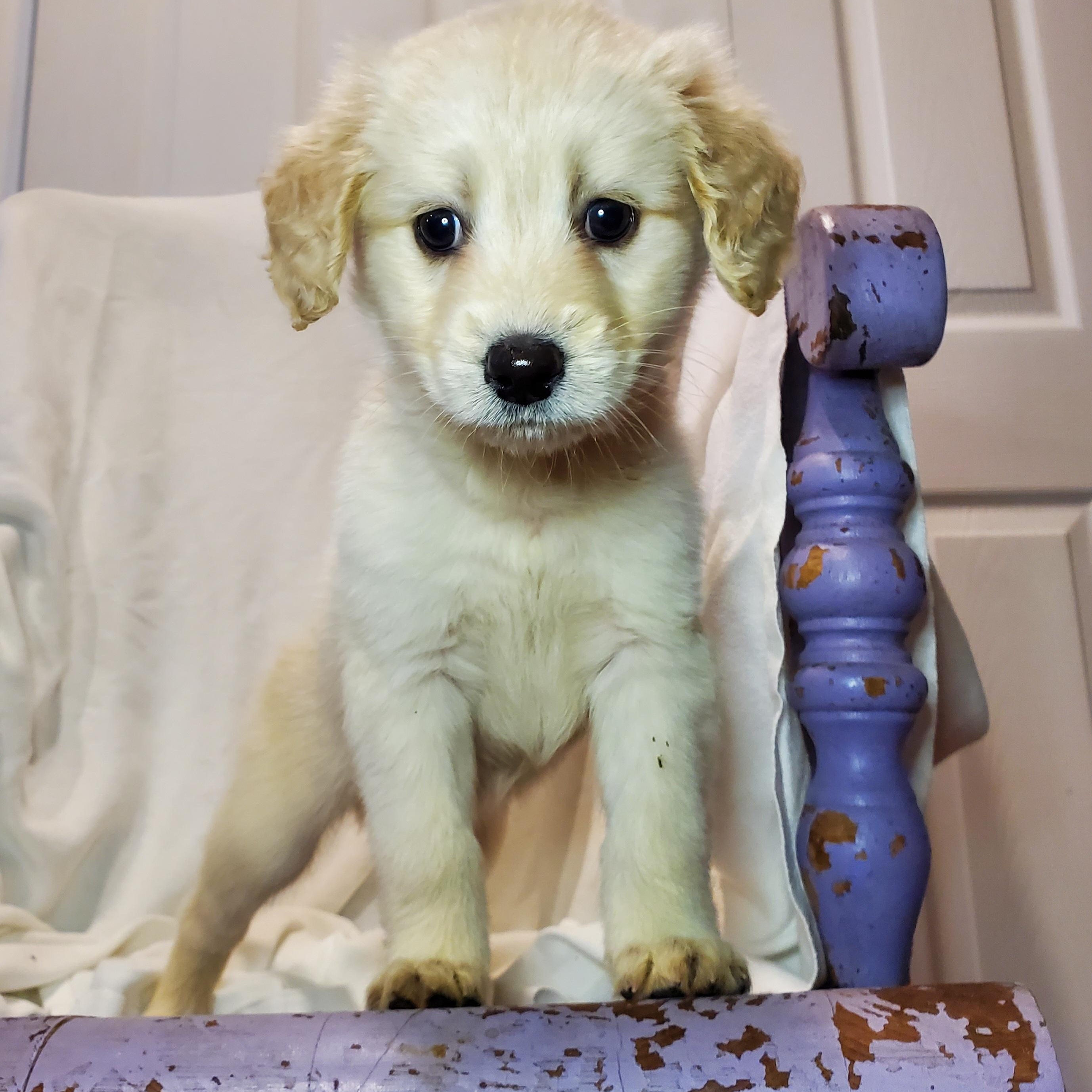 Enlarge Noah, an adopted mixed breed in Blairstown, NJ image 2/5