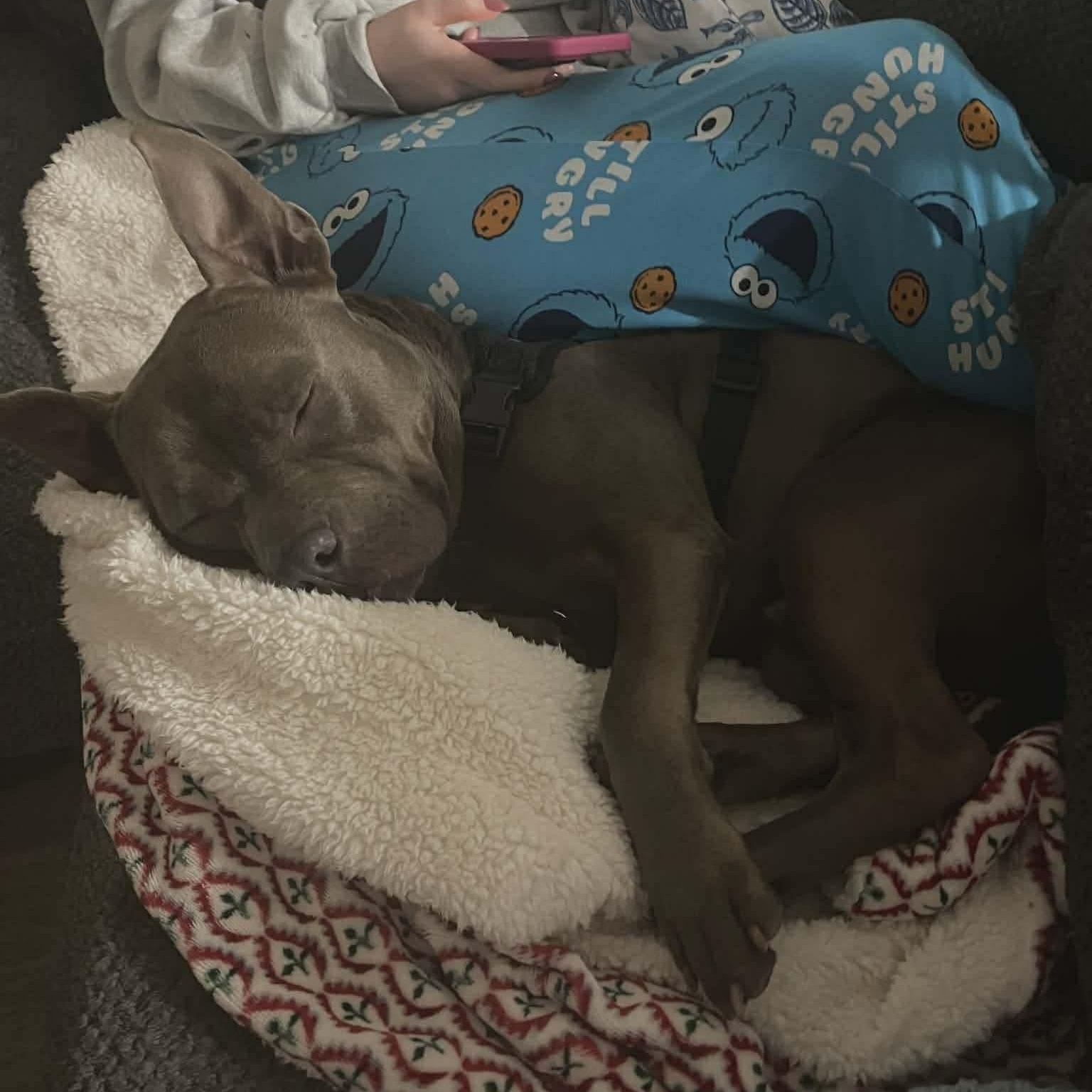 Onyx - in foster home, an adopted Mixed Breed in Myrtle Beach, SC image 3/6