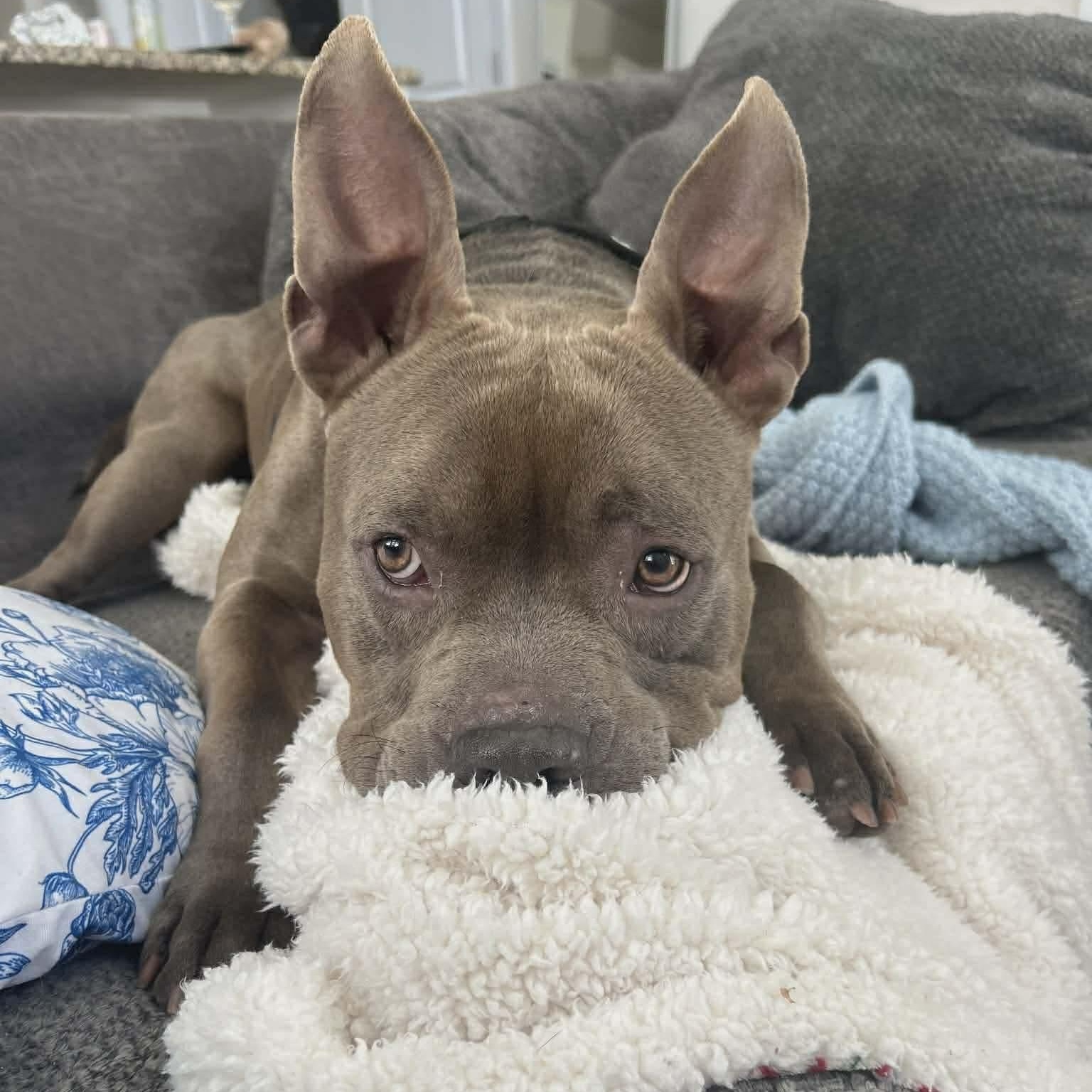 Onyx - in foster home, an adopted Mixed Breed in Myrtle Beach, SC image 1/6