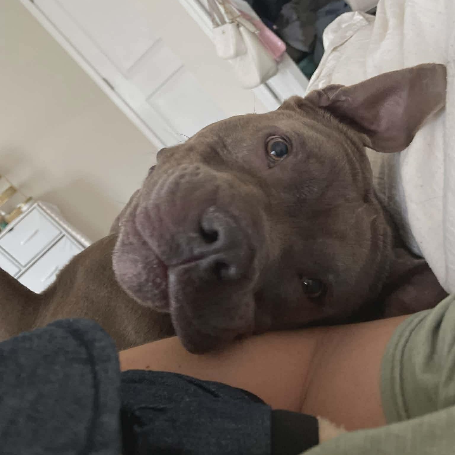 Onyx - in foster home, an adopted Mixed Breed in Myrtle Beach, SC image 5/6