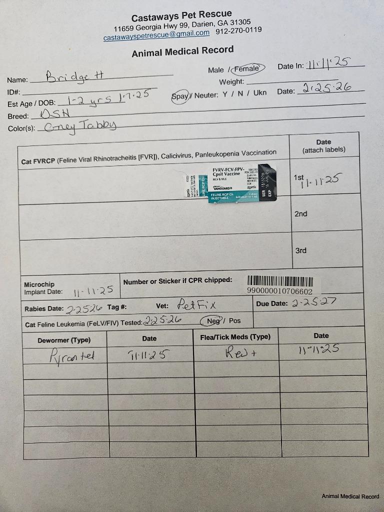 Enlarge Bridgett, a Adoptable mixed breed in Darien, GA image 1/2