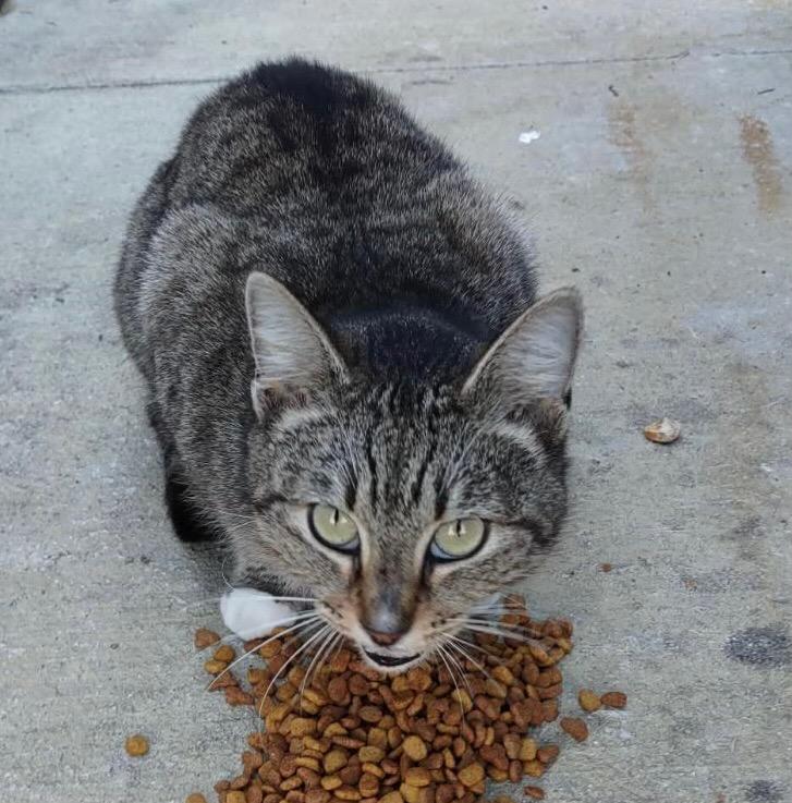 Enlarge Bridgett, a Adoptable mixed breed in Darien, GA image 1/1