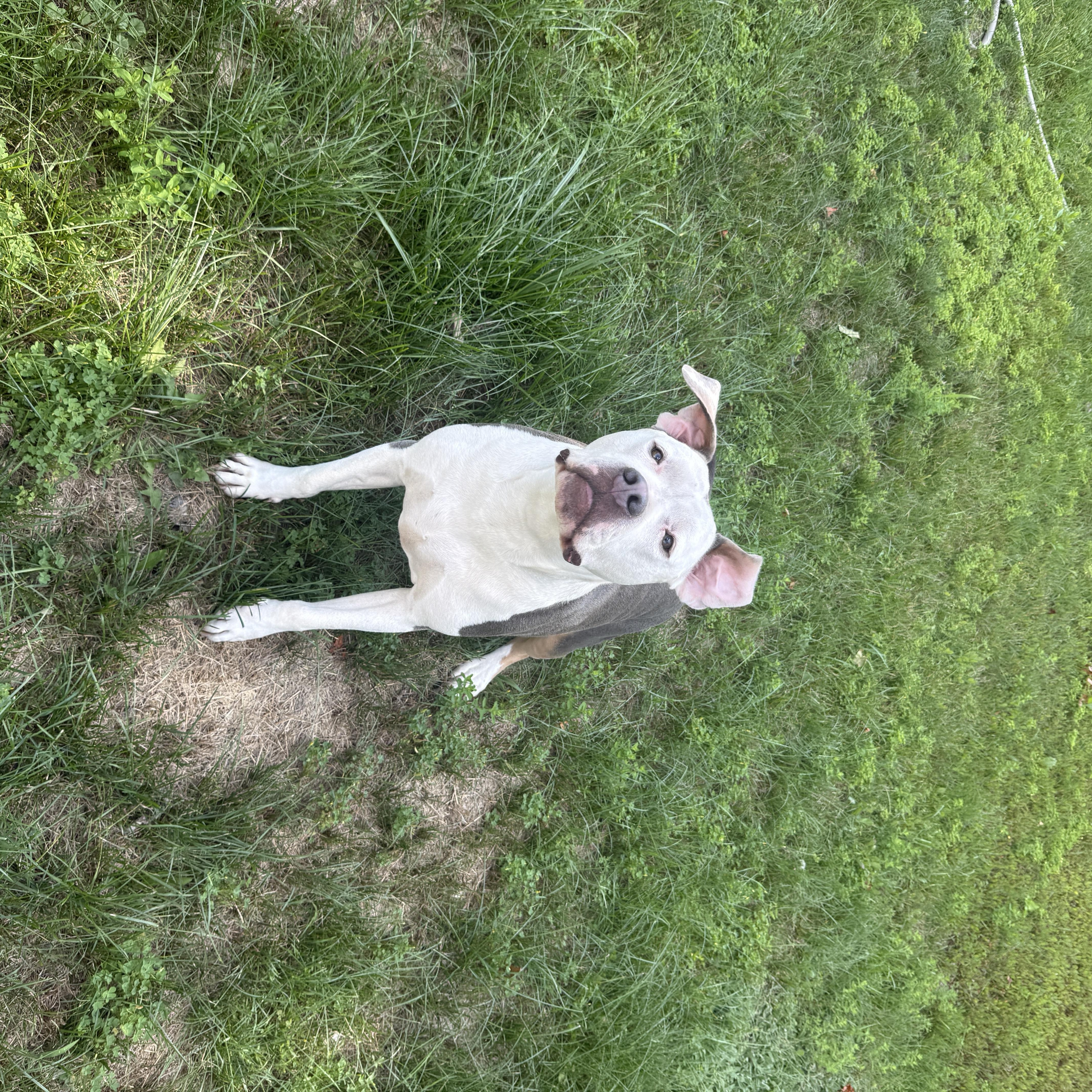 Bobo, an adoptable mixed breed in Orleans, VT image 3/4