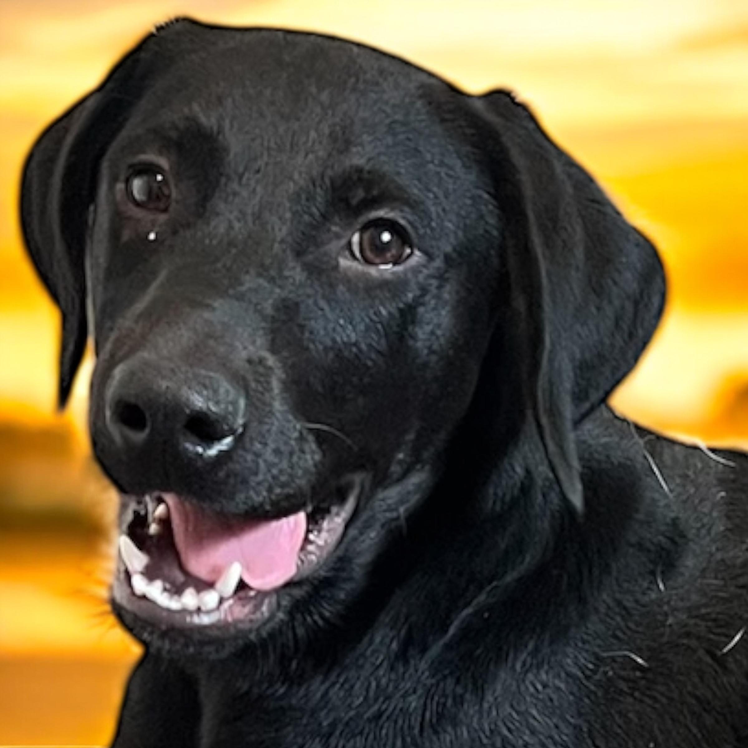 Patrick, Adoptable, Young Male Black Labrador Retriever & Hound.