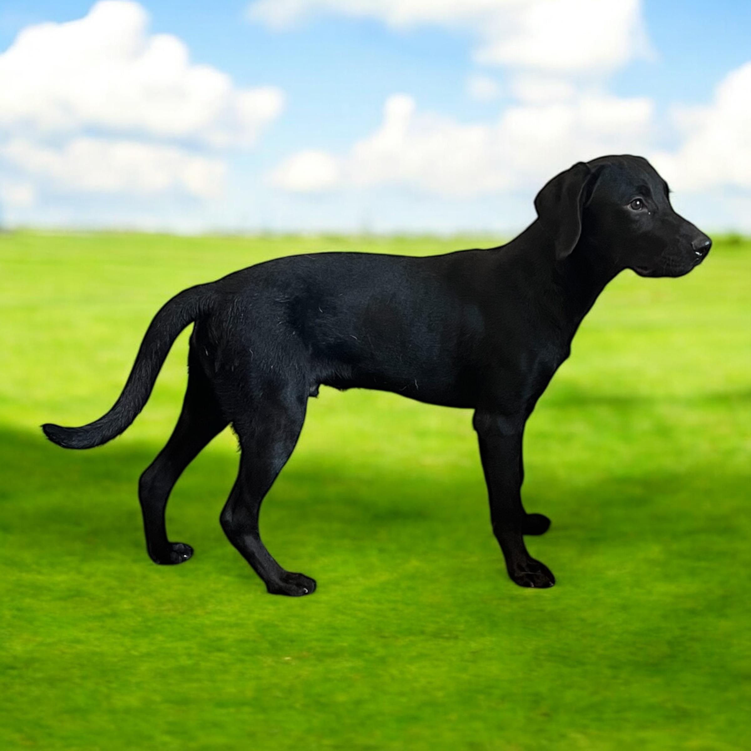 Patrick, a Adoptable mixed breed in Horn Lake, MS image 4/6