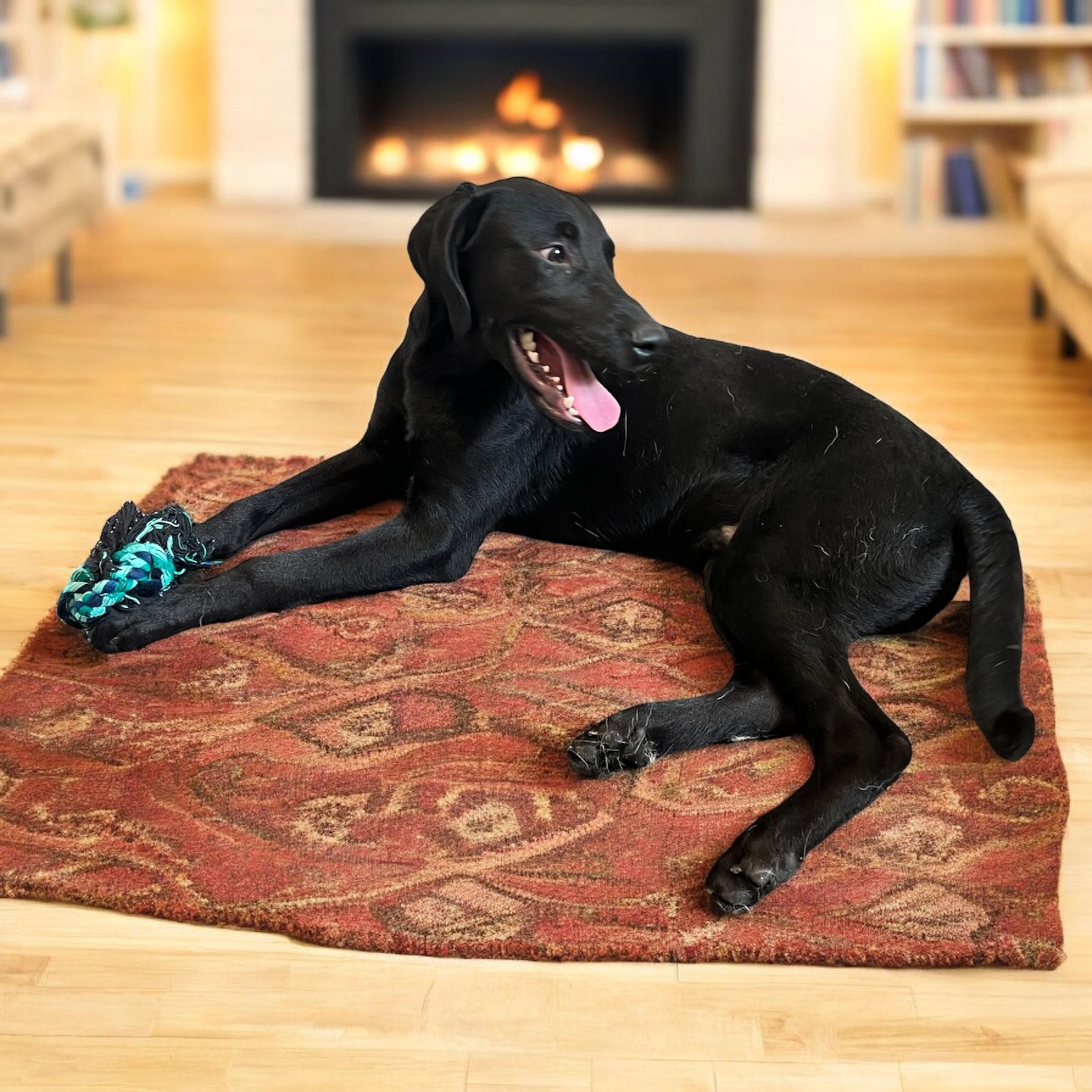 Patrick, a Adoptable mixed breed in Horn Lake, MS image 3/6