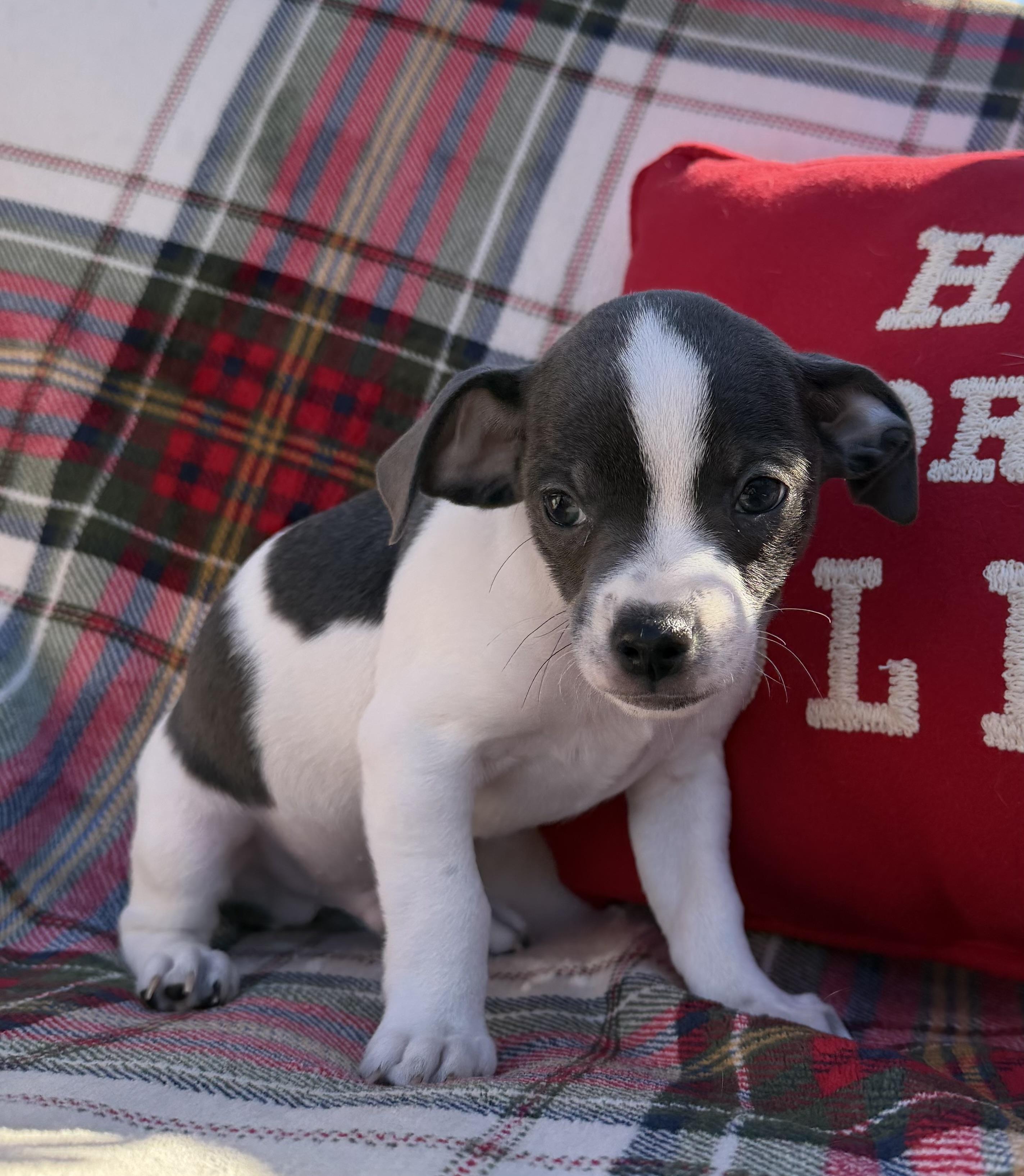 Hamlet, ADOPTABLE, Puppy Male Rat Terrier.