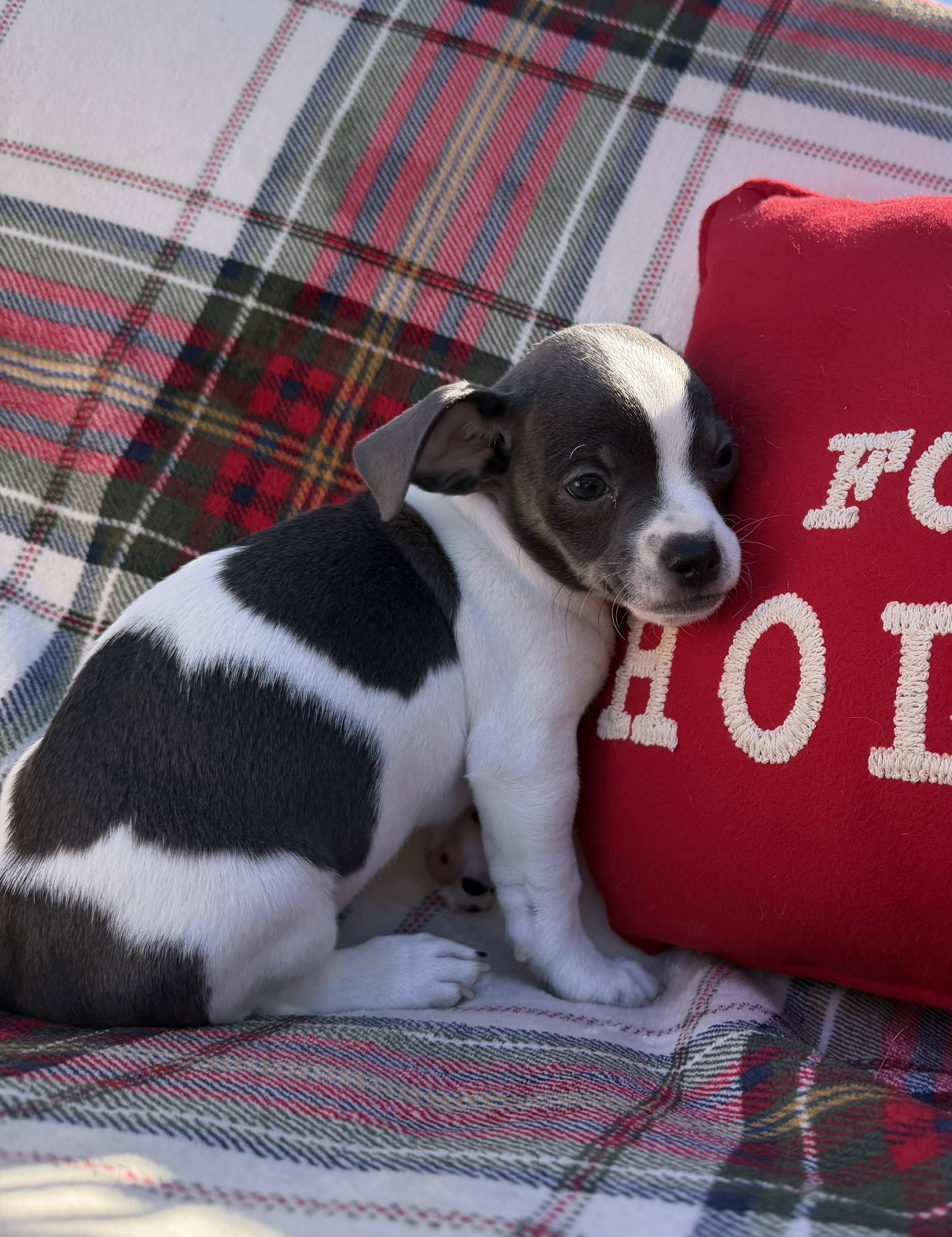 Enlarge Hamlet, a ADOPTABLE mixed breed in Lawrenceville, GA image 2/2