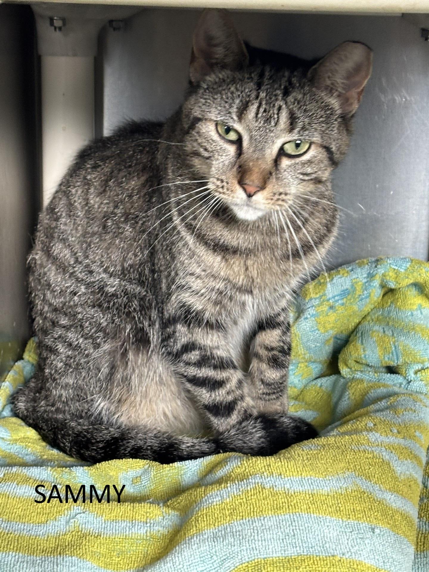 Sammy, ADOPTABLE, Young Female Domestic Short Hair.