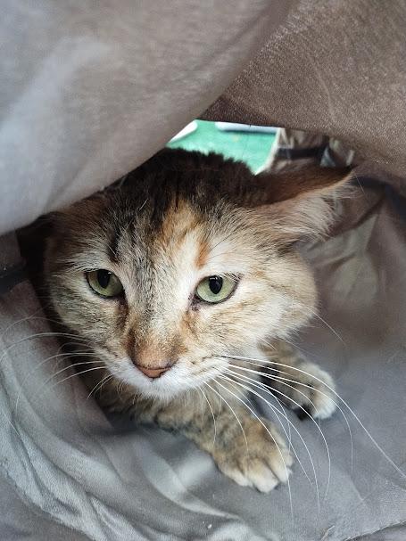 Farrah, Adoptable, Adult Female Domestic Long Hair.