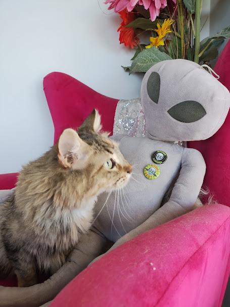 Farrah, a Adoptable Domestic Long Hair in Rio Rico, AZ image 2/2