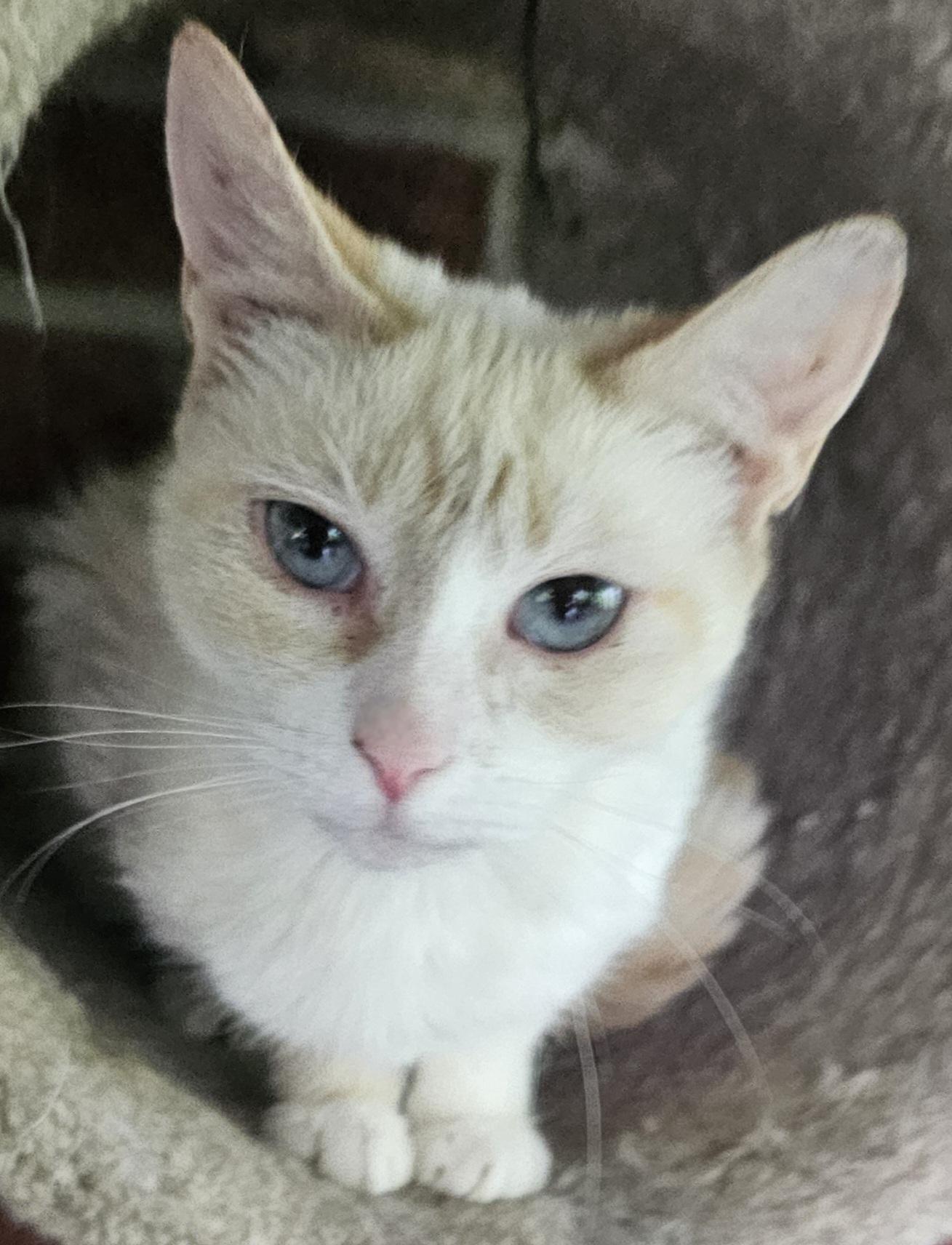 Stevie, Young Female Domestic Short Hair