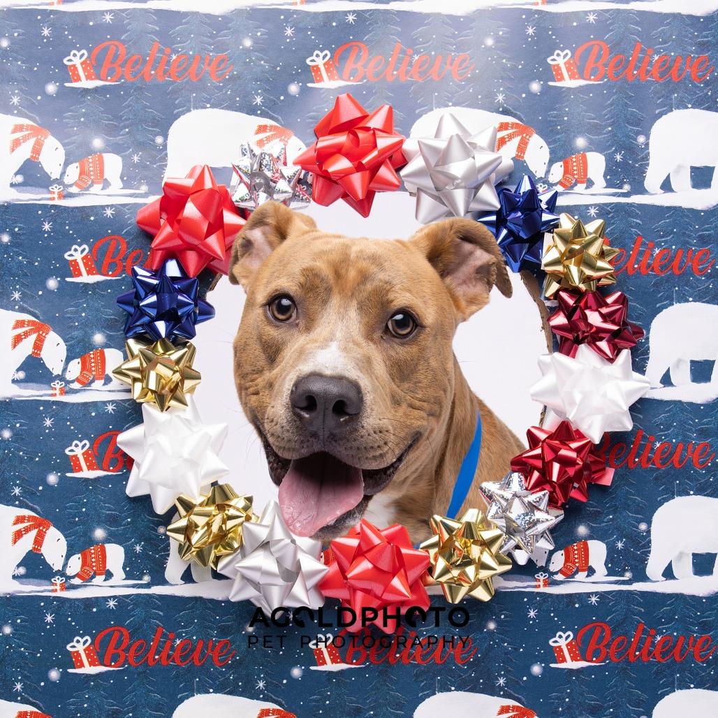 Enlarge Woody, a Adoptable mixed breed in Clearwater, FL image 2/3