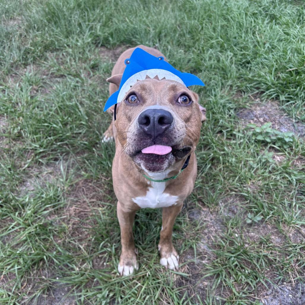 Woody, a Adoptable mixed breed in Clearwater, FL image 3/5