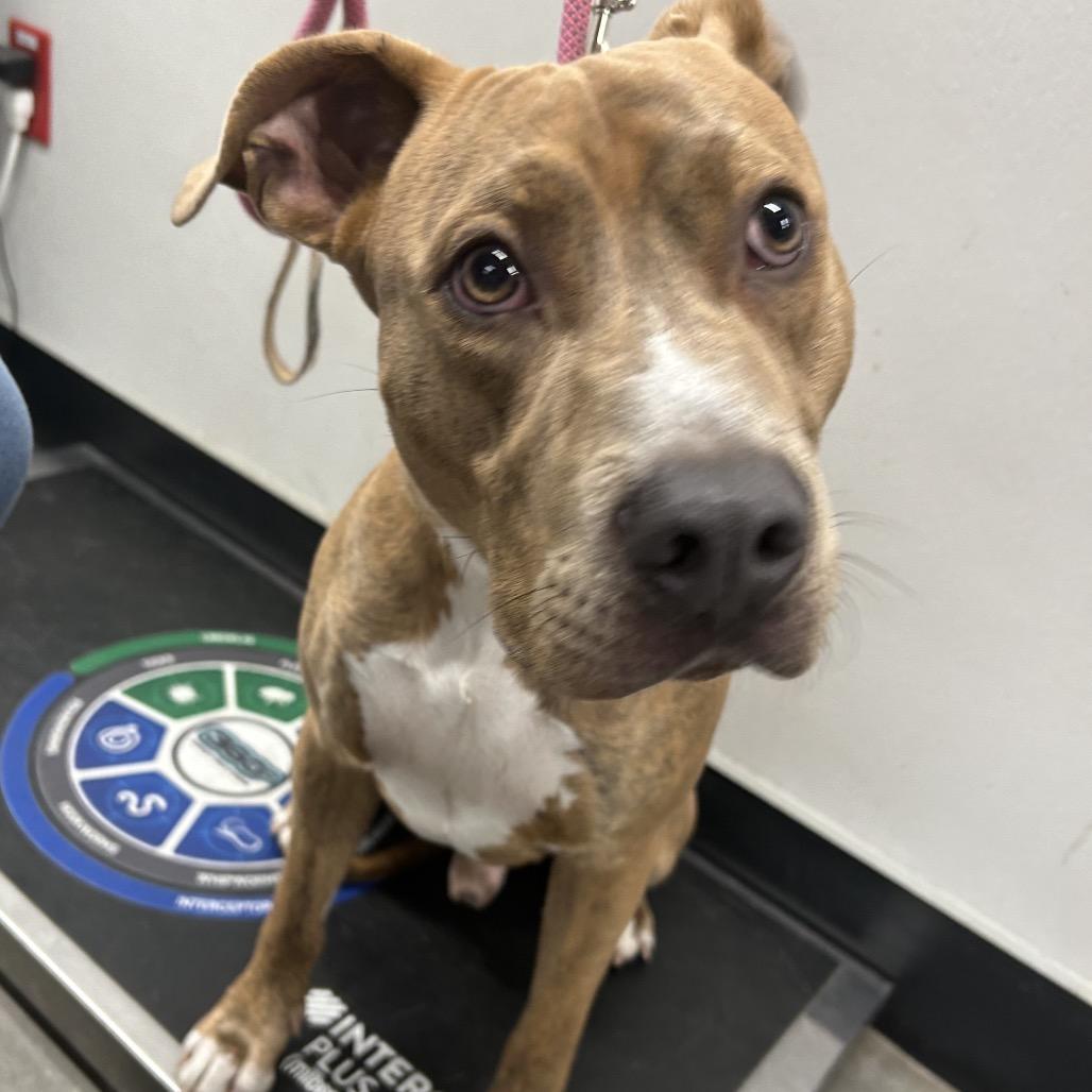 Enlarge Woody, a Adoptable mixed breed in Clearwater, FL image 3/3