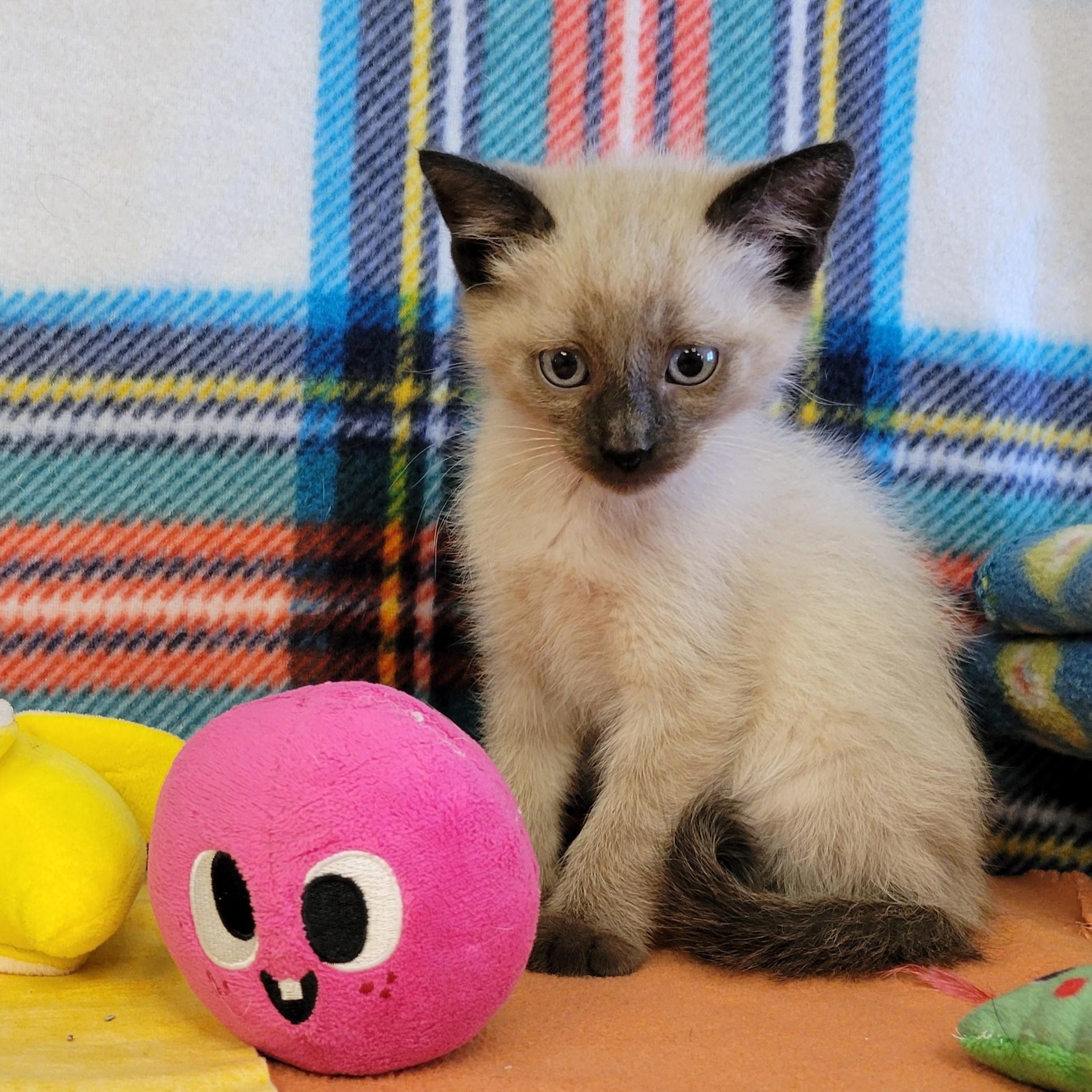 Enlarge Ninja, a ADOPTABLE mixed breed in ALPINE, TX image 4/5