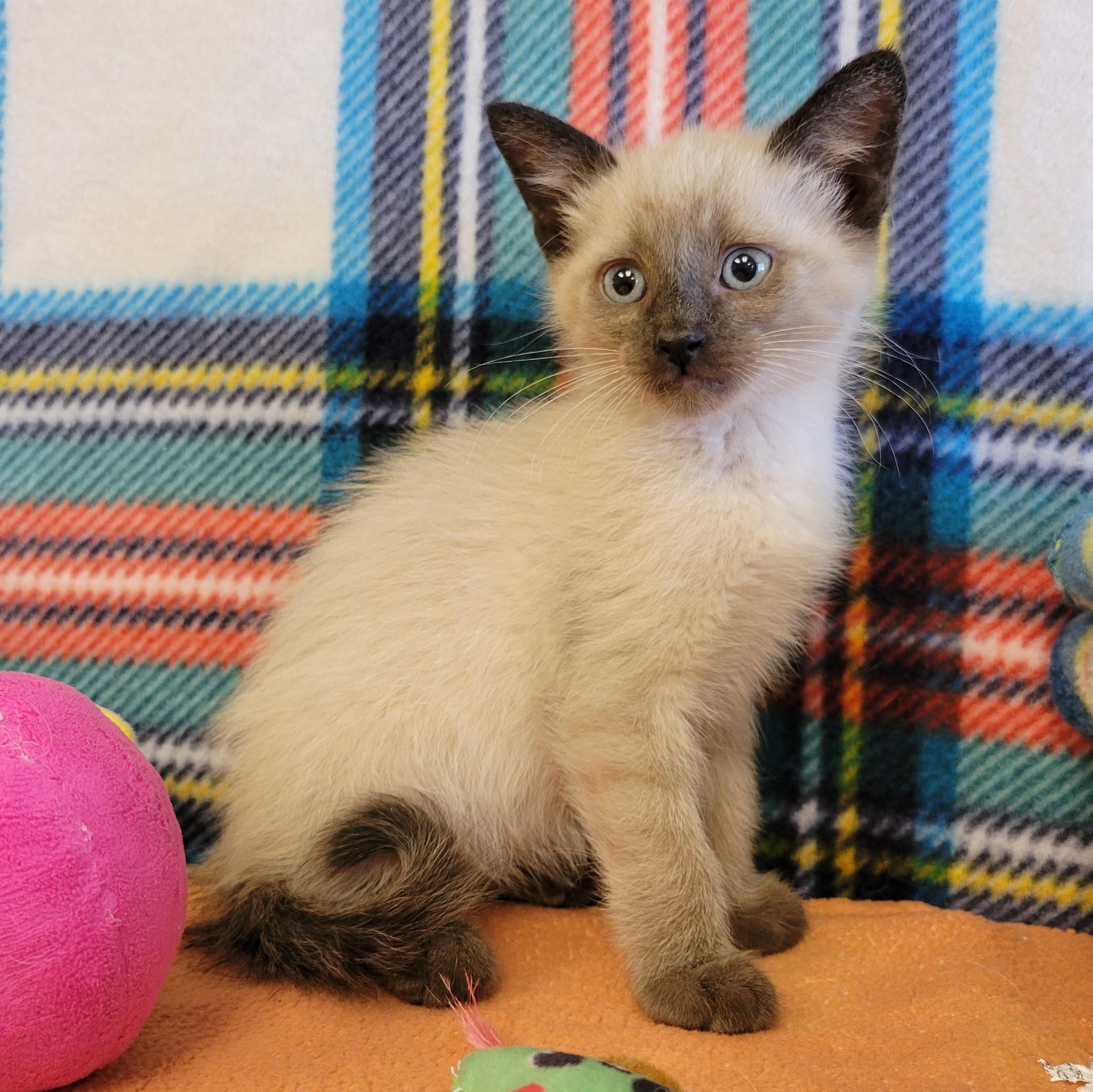 Ninja, ADOPTABLE, Young Male Siamese.