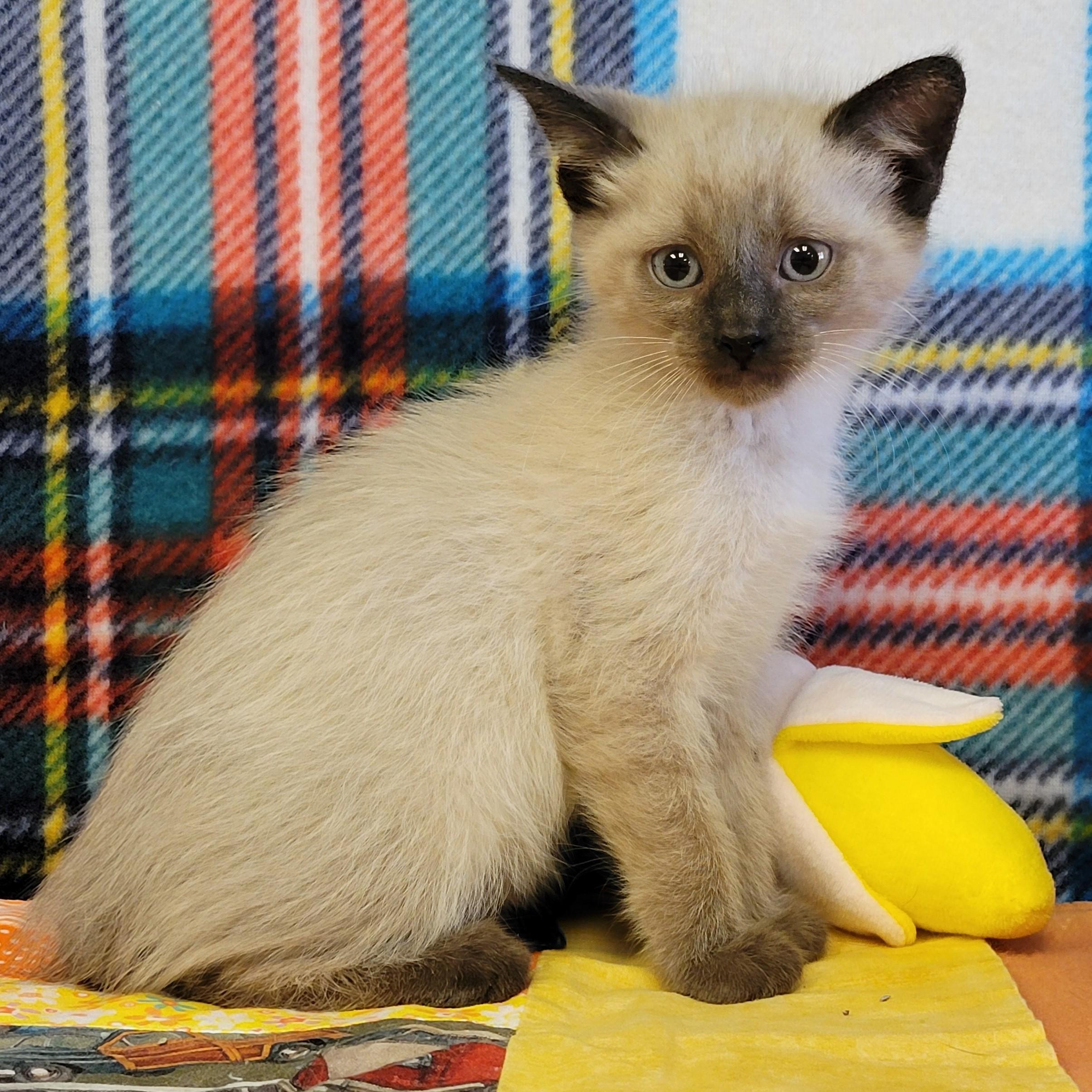 Enlarge Ninja, a ADOPTABLE mixed breed in ALPINE, TX image 3/5