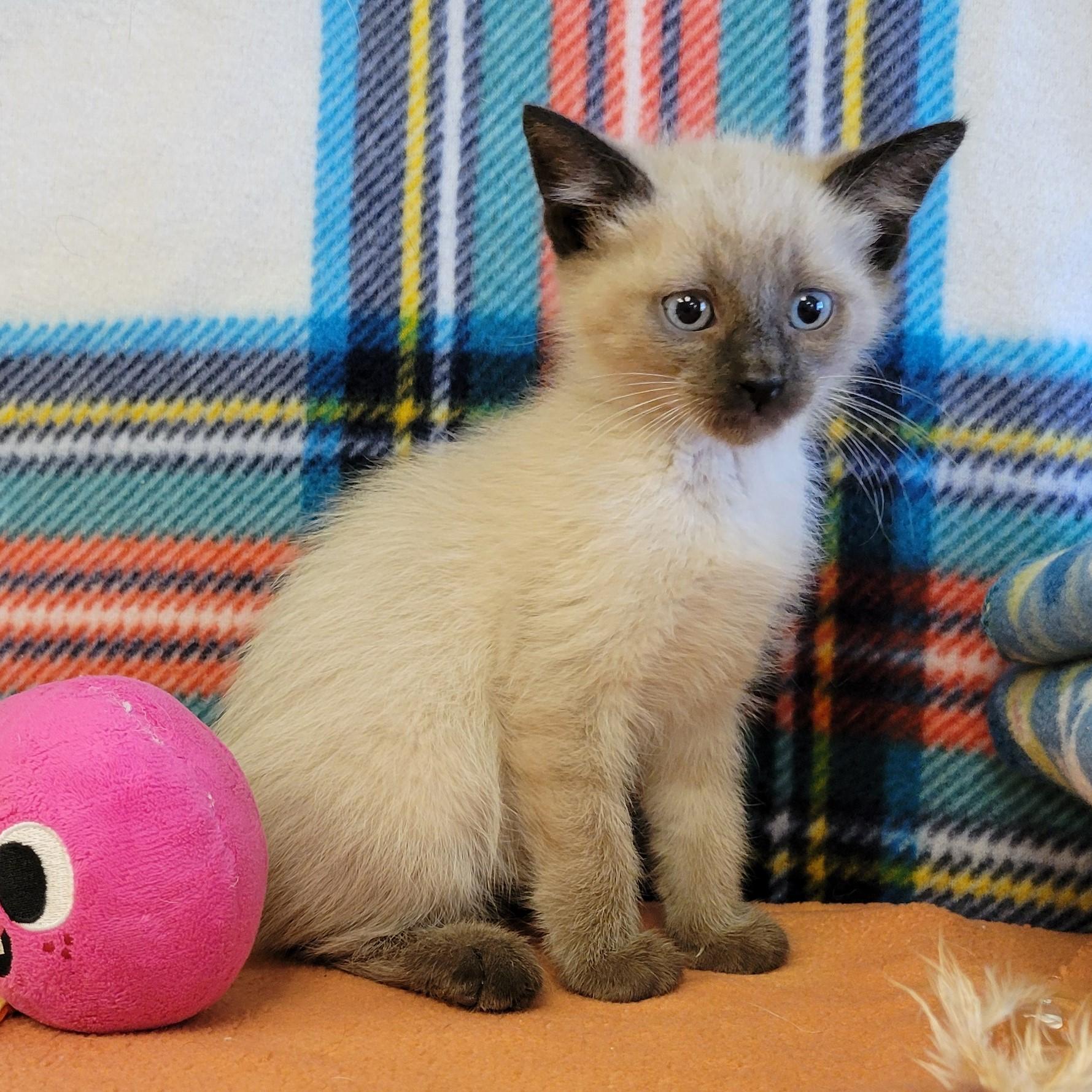 Enlarge Ninja, a ADOPTABLE mixed breed in ALPINE, TX image 5/5