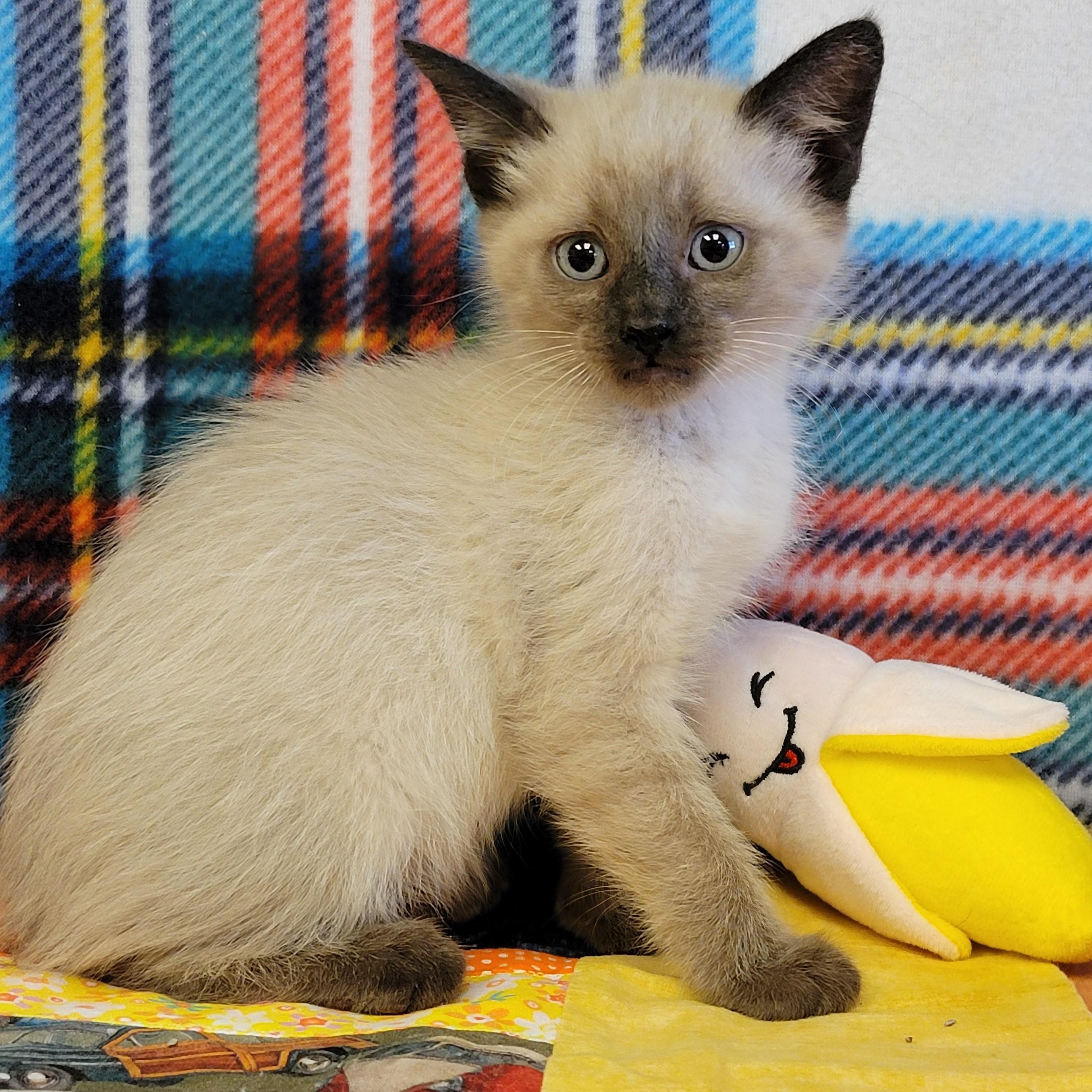 Enlarge Ninja, a ADOPTABLE mixed breed in ALPINE, TX image 2/5