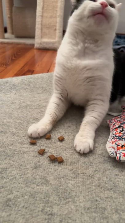 Enlarge Kuddly Kat: Cerebellar Hypoplasia Cutie Seeking a Calm Home, a Adoptable Domestic Short Hair in Stamford, CT video 3/6