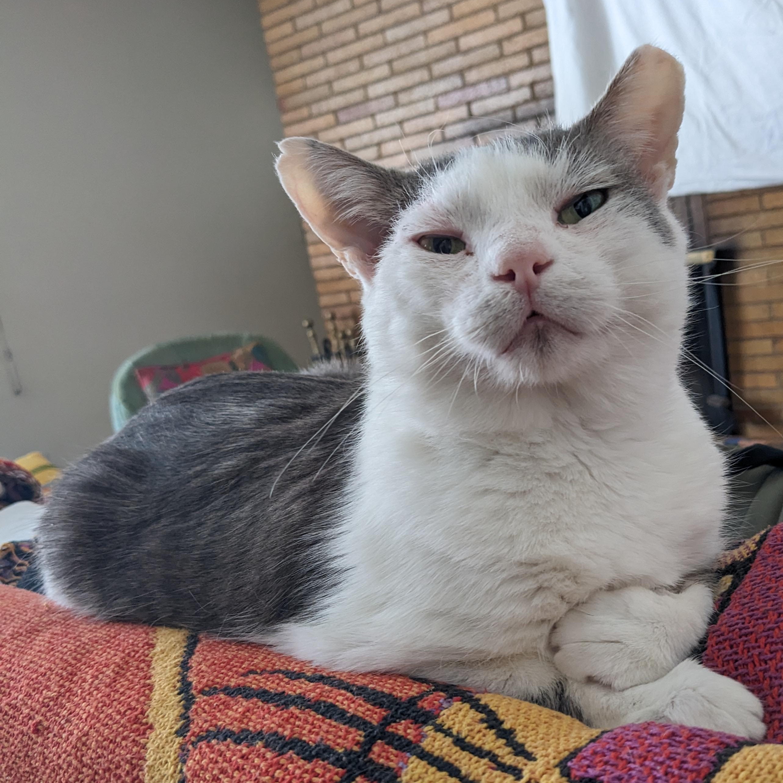 Enlarge Bill, a Adoptable mixed breed in Hyattsville, MD image 5/6