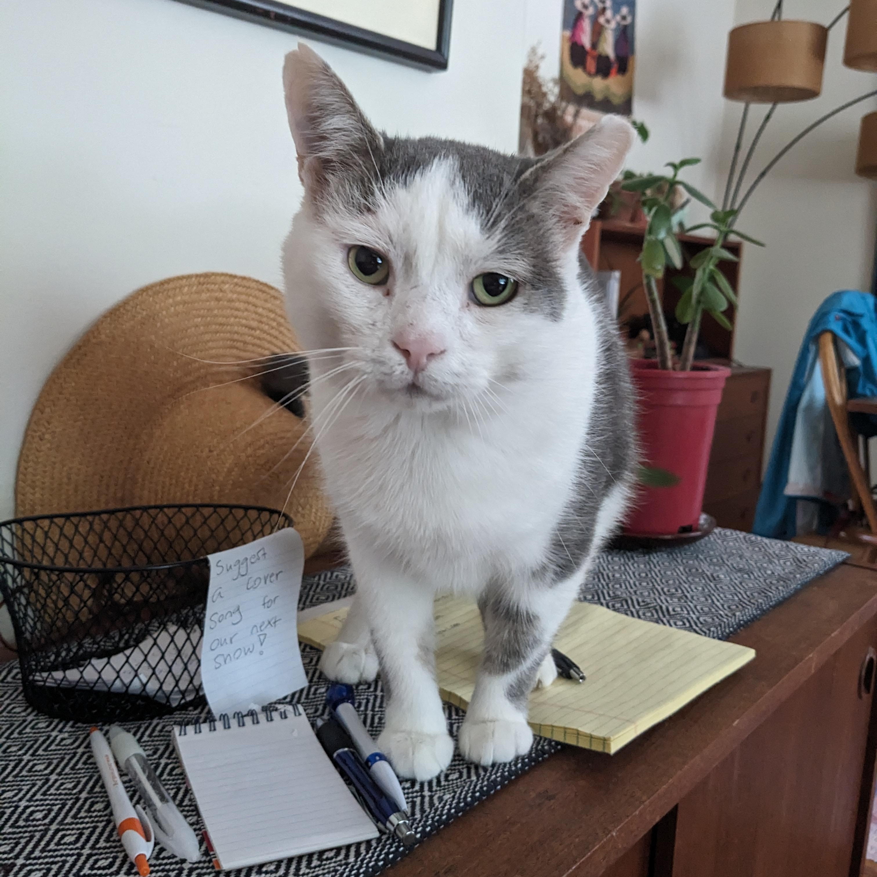 Bill, a Adoptable mixed breed in Hyattsville, MD image 6/6