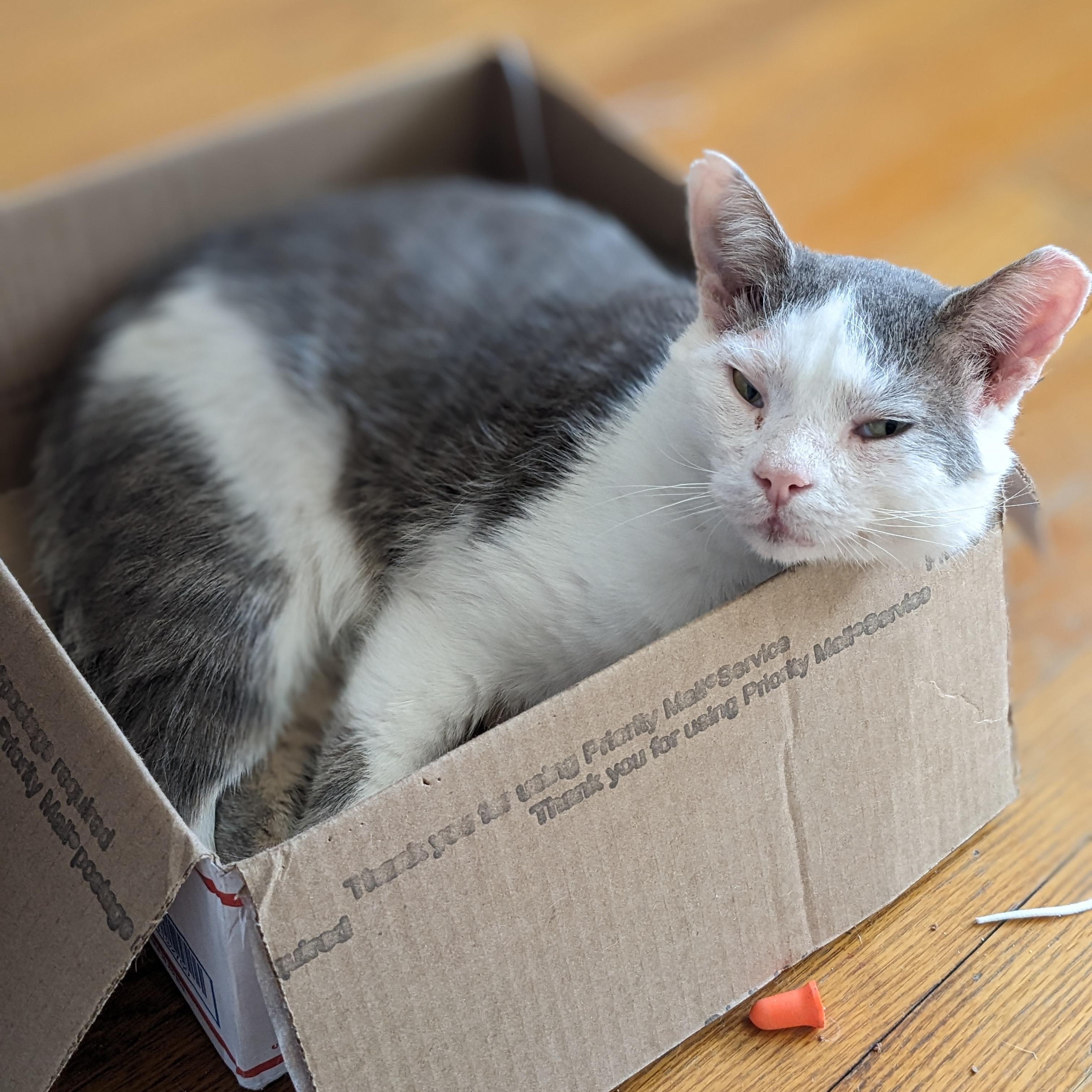 Enlarge Bill, a Adoptable mixed breed in Hyattsville, MD image 3/6