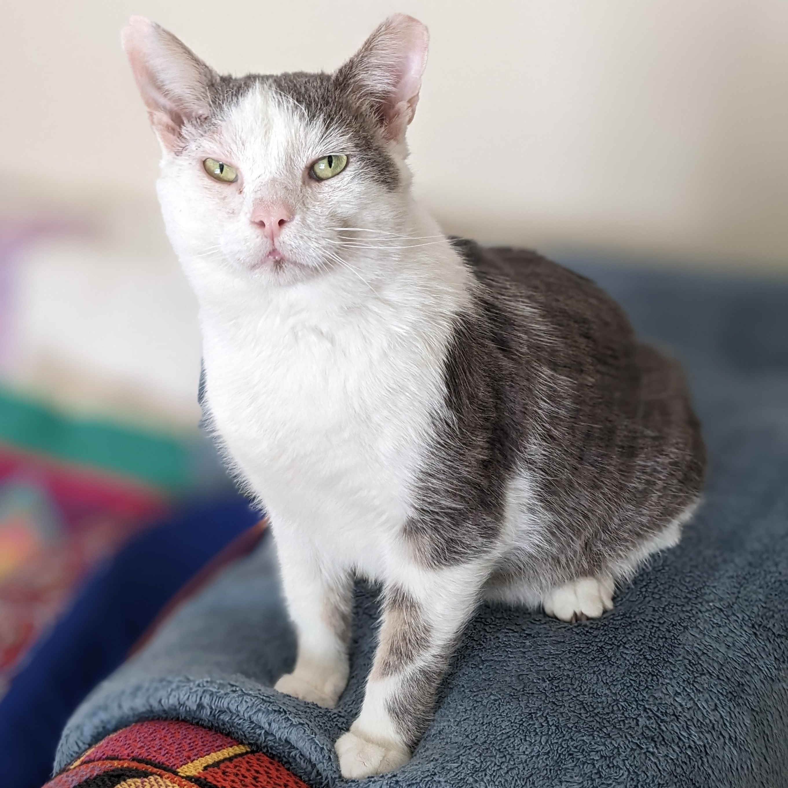 Enlarge Bill, a Adoptable mixed breed in Hyattsville, MD image 1/6