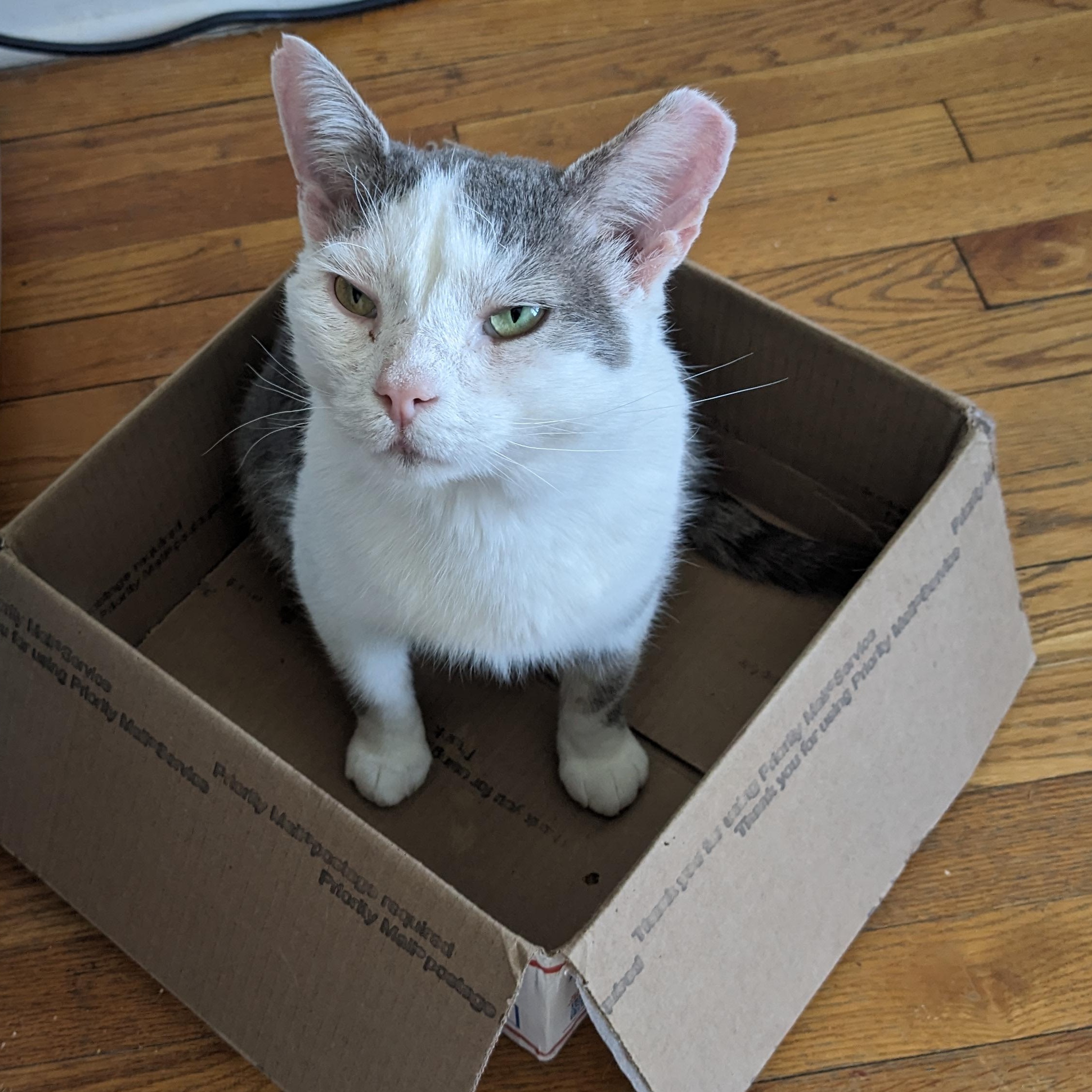 Enlarge Bill, a Adoptable mixed breed in Hyattsville, MD image 2/6