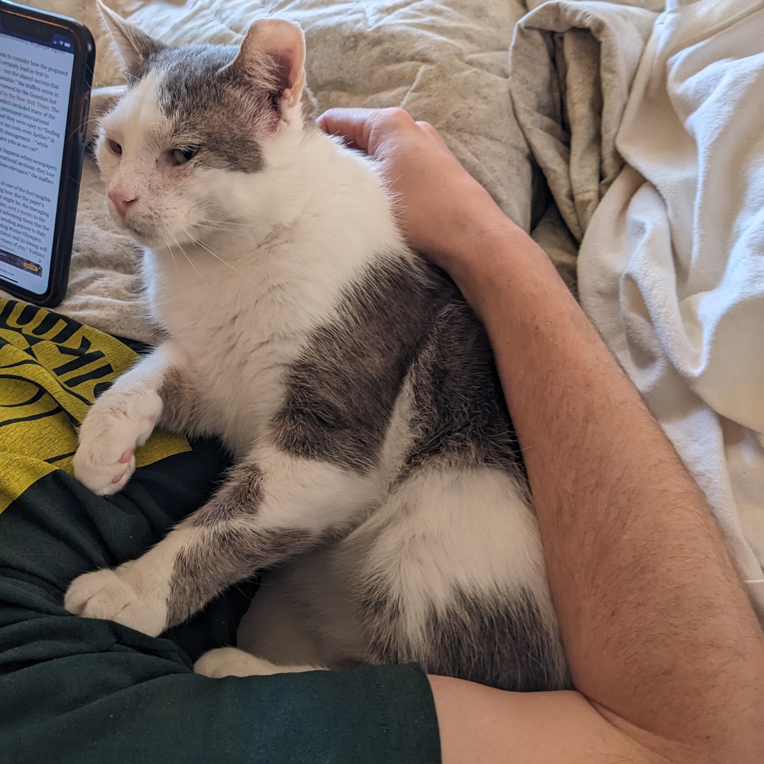 Enlarge Bill, a Adoptable mixed breed in Hyattsville, MD image 4/6