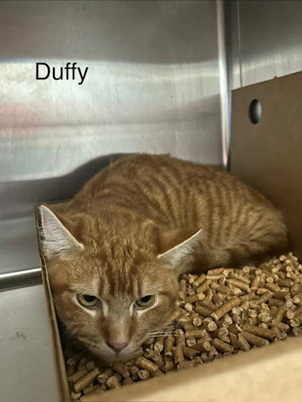 Enlarge Duffy, a Adoptable mixed breed in Knoxville, TN image 1/1
