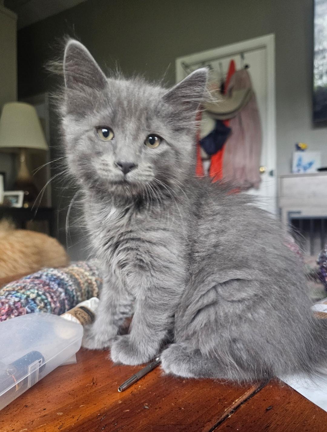 Jack, an adopted Domestic Long Hair in Clayton, NJ image 6/6