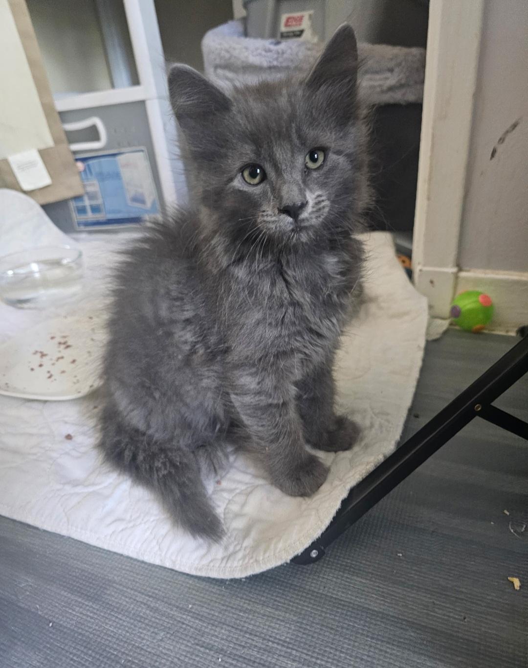 Jack, adopted, Kitten Male Domestic Long Hair.