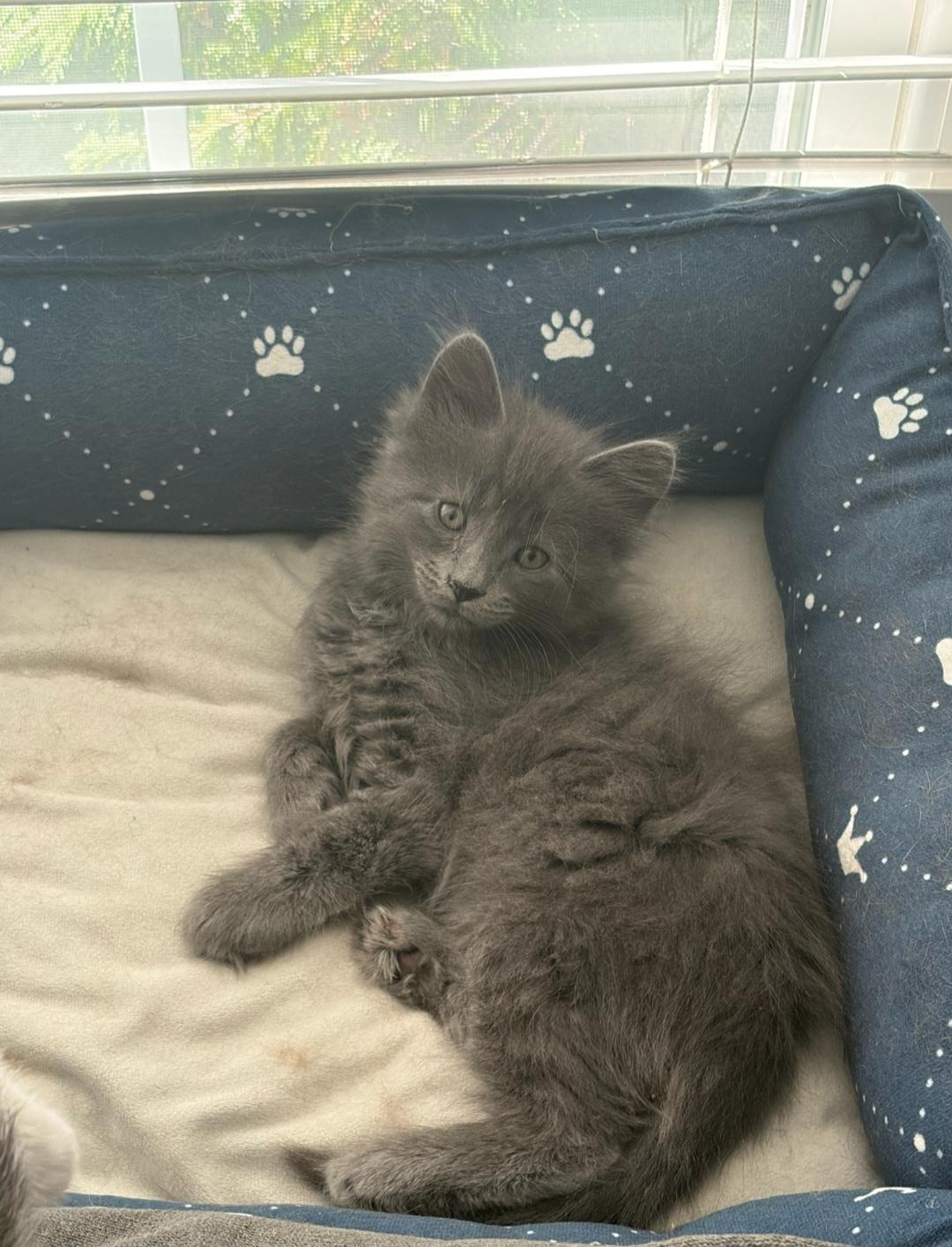 Jack, an adopted Domestic Long Hair in Clayton, NJ image 2/6