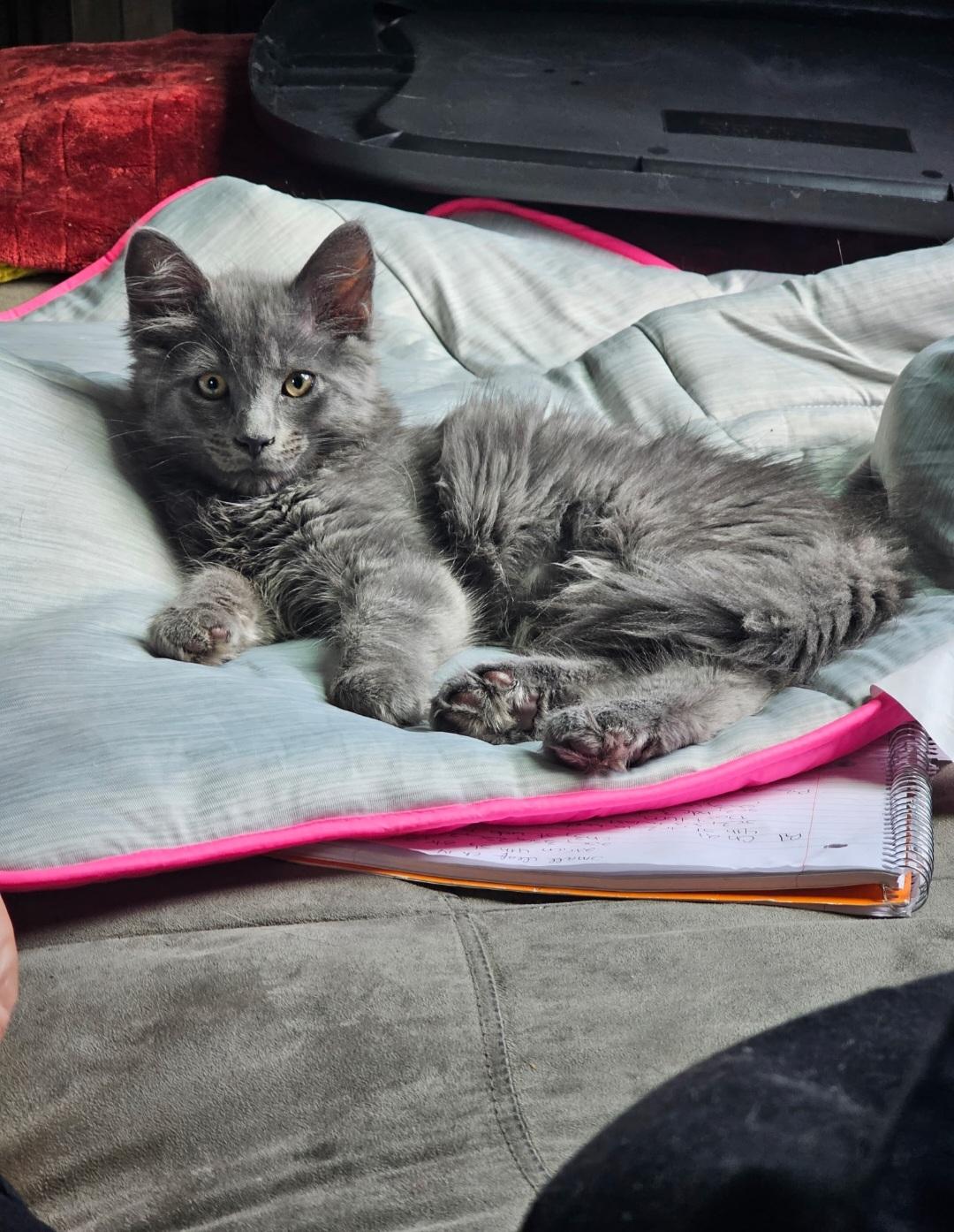 Jack, an adopted Domestic Long Hair in Clayton, NJ image 4/6